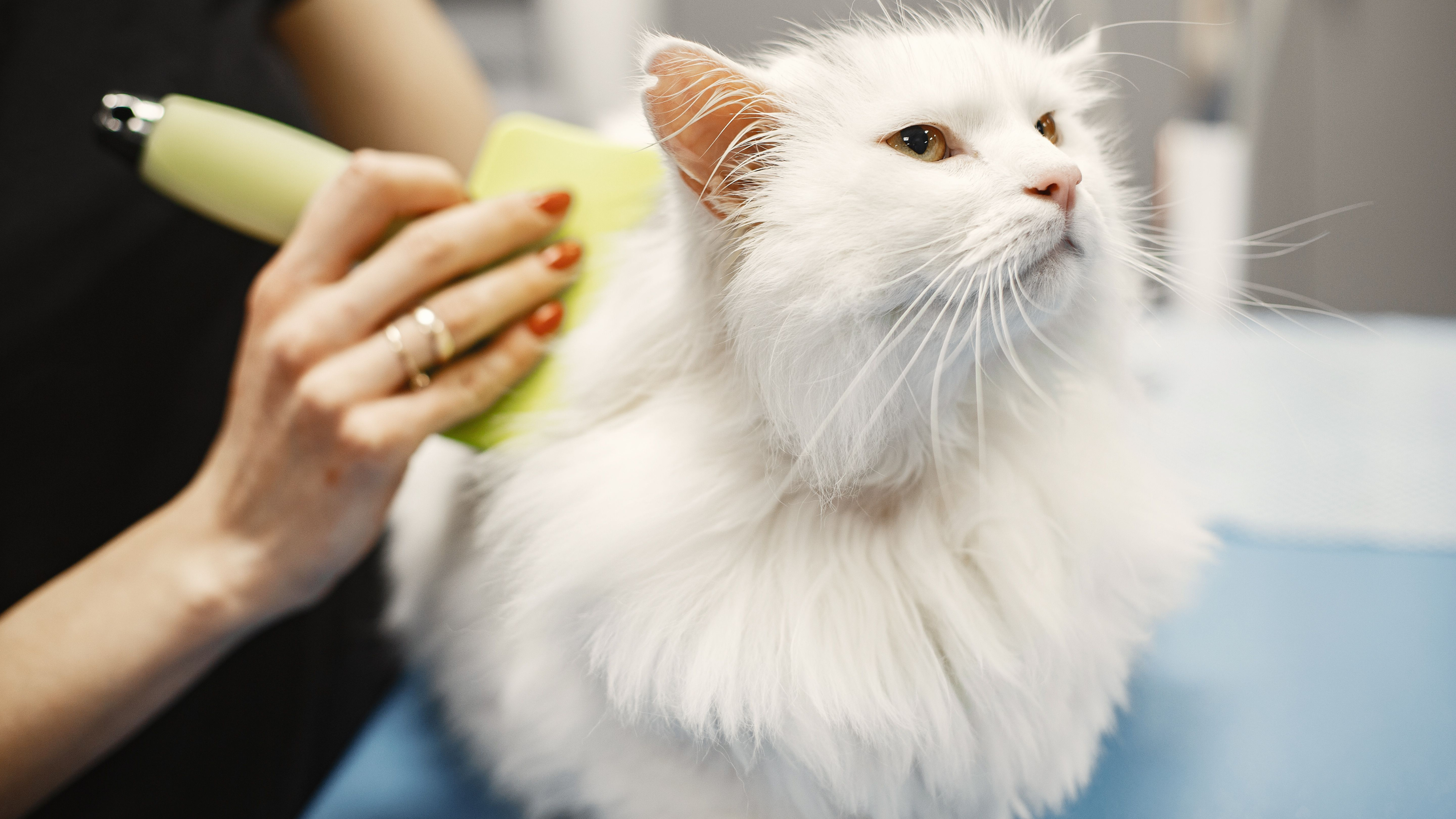 WHAT INGREDIENT INTEGRITY ACTUALLY MEANS IN PET CARE