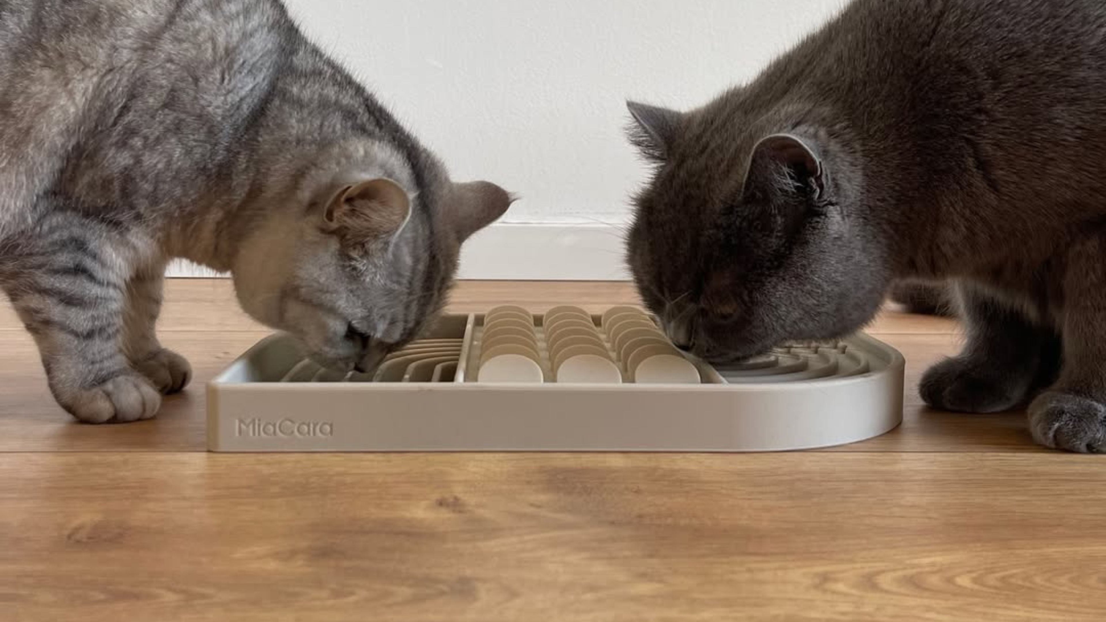 WHY YOUR PETS NEED MORE THAN JUST FOOD AND SHELTER: THE IMPORTANCE OF ENRICHMENT FOR PETS
