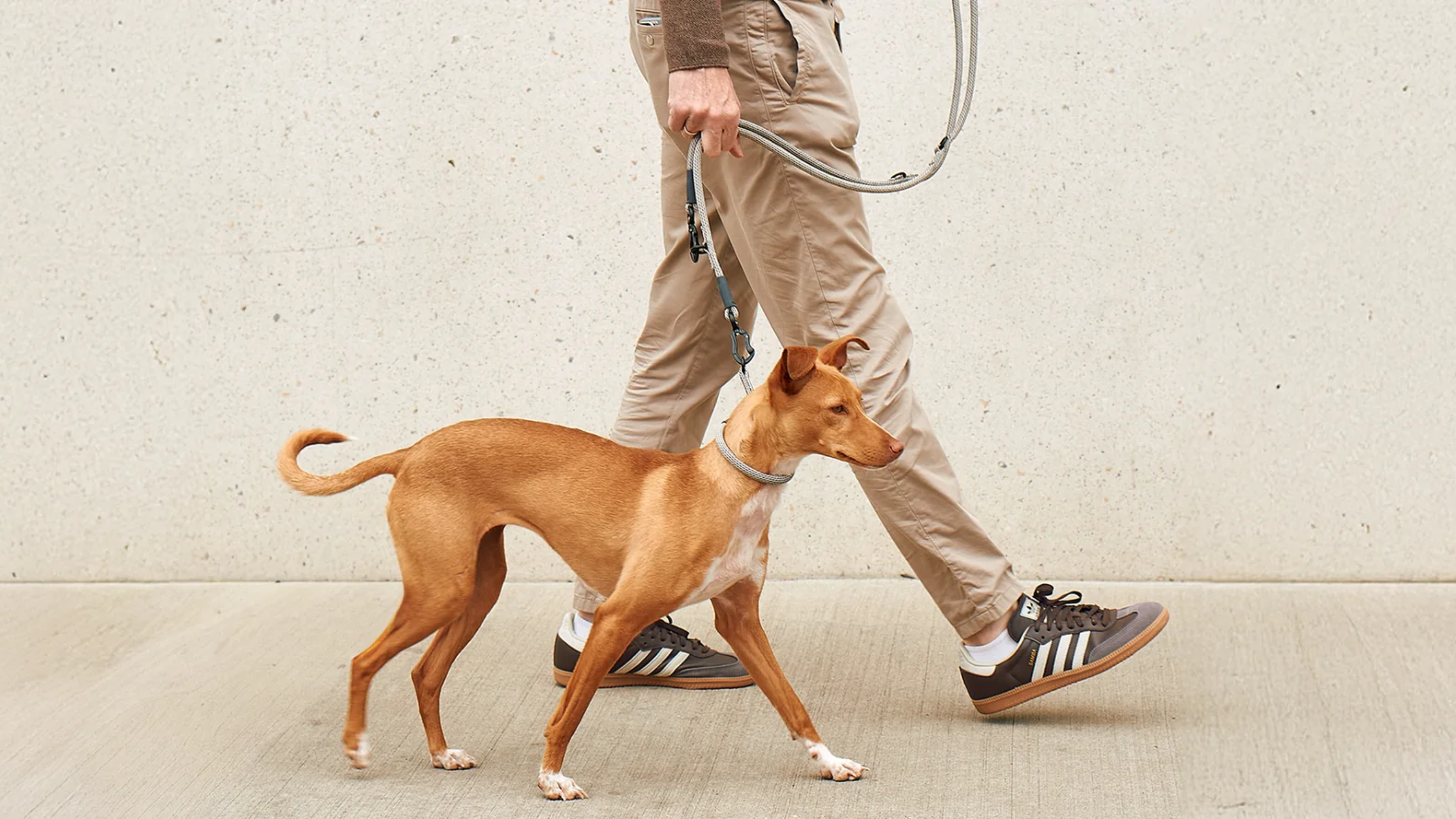 THE COMPLETE DOG WALK KIT: WHAT EVERY CONSIDERED OWNER NEEDS IN MALAYSIA