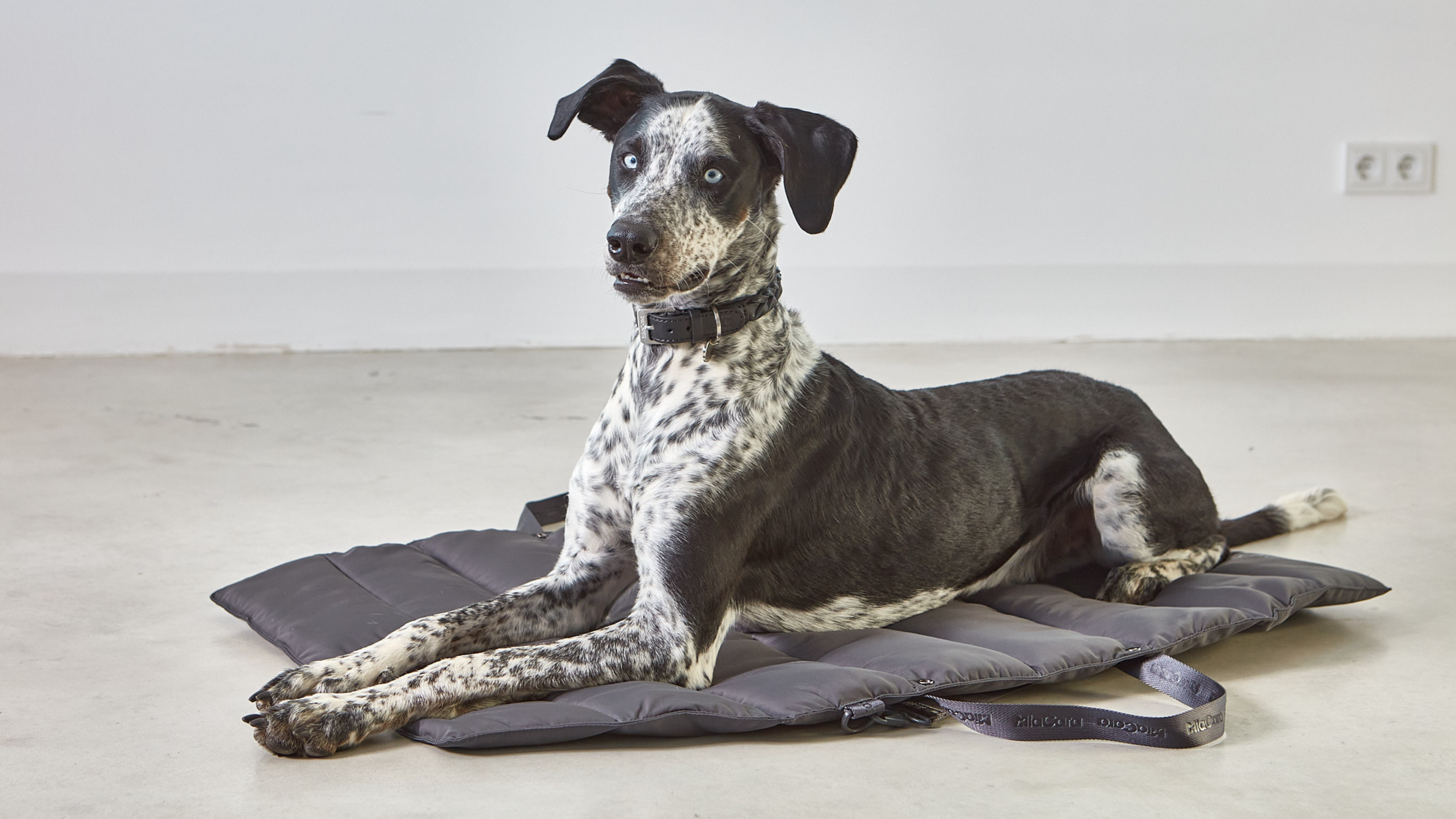 WHAT TO LOOK FOR IN PREMIUM PET ACCESSORIES THAT LAST