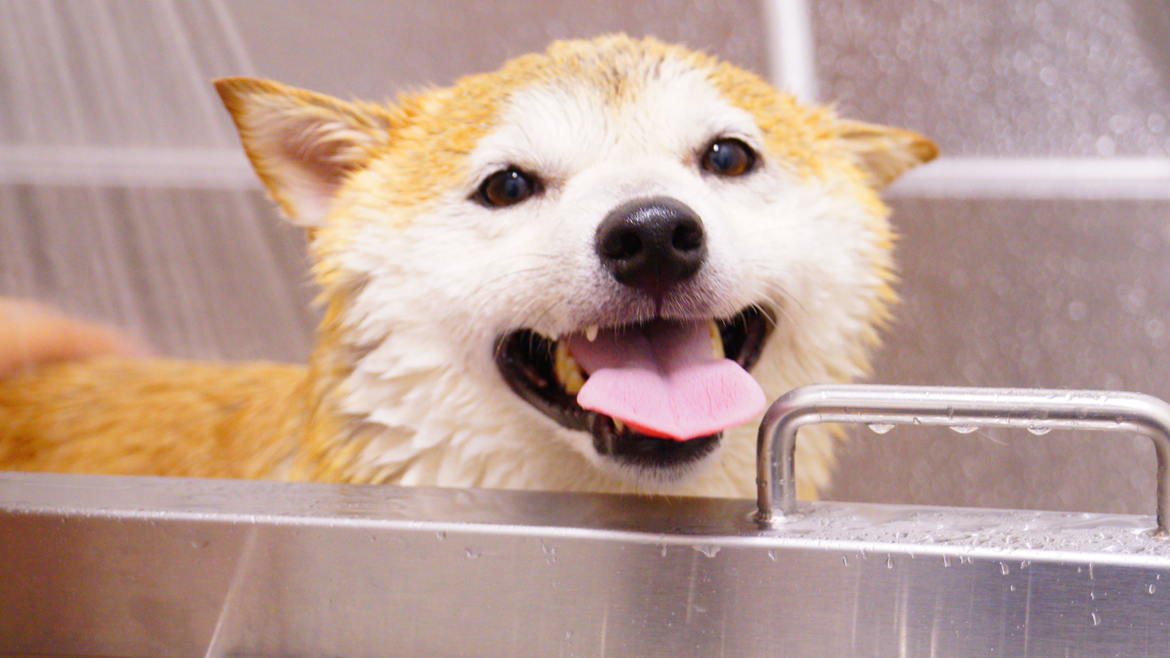 THE TECHNOLOGY BEHIND JAPANESE PET CARE: WHAT MAKES IT DIFFERENT