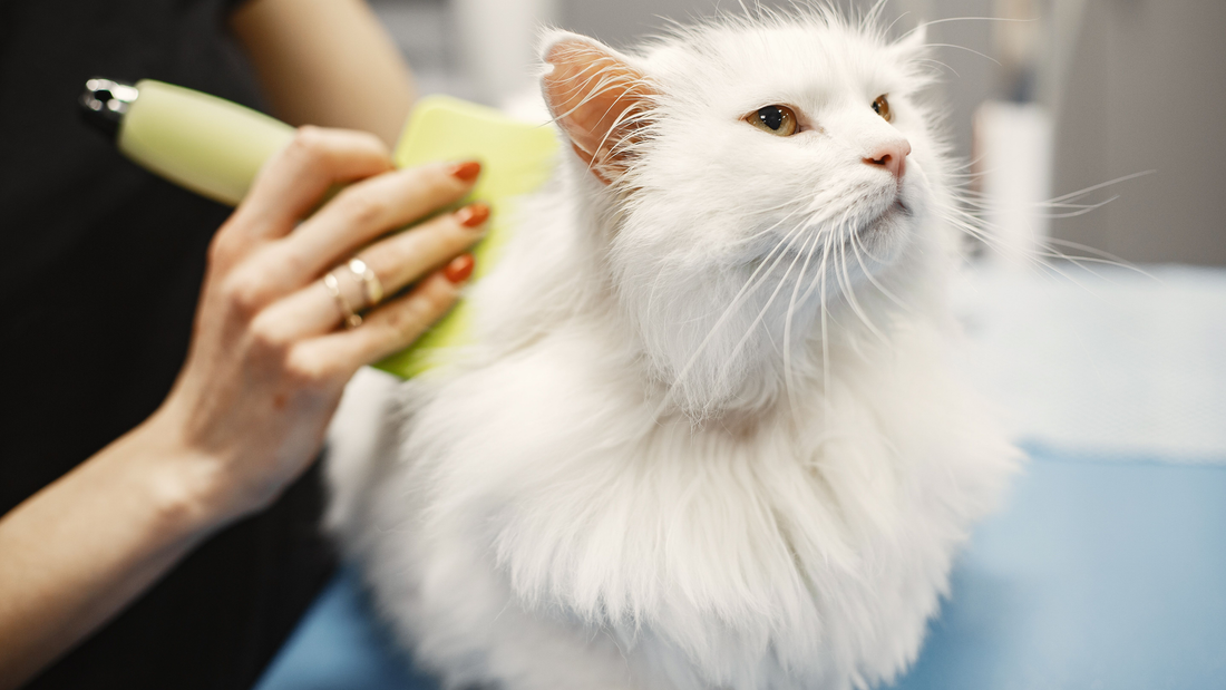 WHAT INGREDIENT INTEGRITY ACTUALLY MEANS IN PET CARE