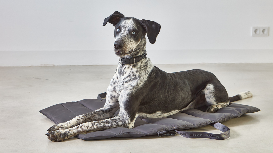 WHAT TO LOOK FOR IN PREMIUM PET ACCESSORIES THAT LAST