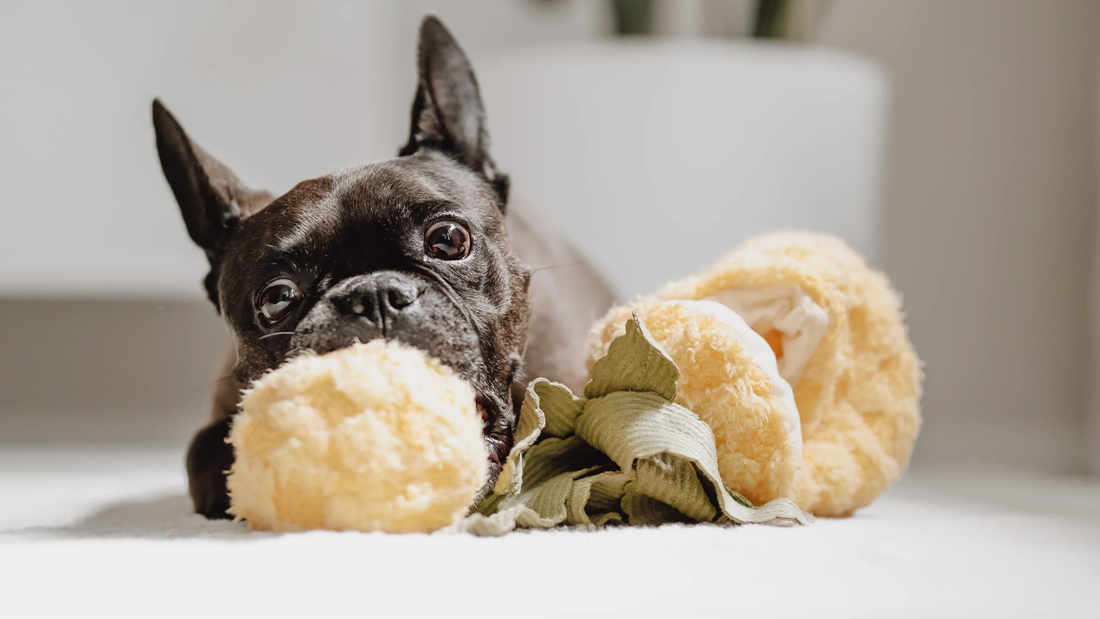 THE SCIENCE OF PLAY: WHAT INTERACTIVE DOG TOYS ACTUALLY DO FOR YOUR DOG'S BRAIN