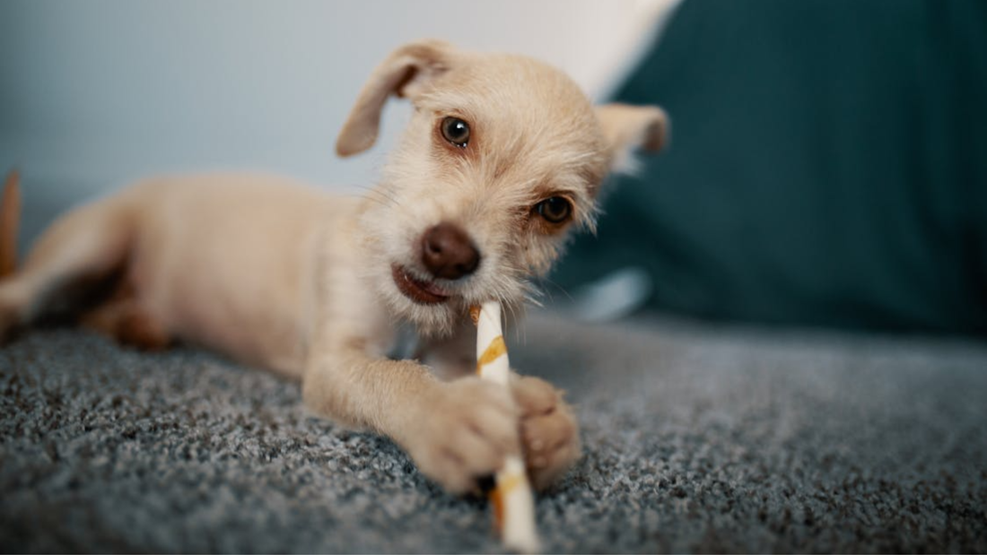 EVERYTHING A NEW DOG OWNER ACTUALLY NEEDS — AND WHAT THEY DON'T