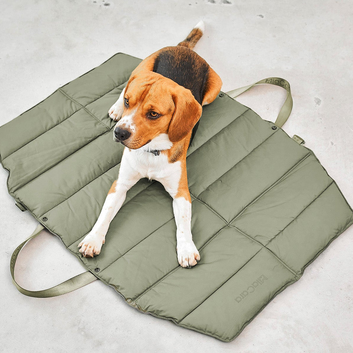 Dog lying on a green pet travel mat with a leash on a concrete surface