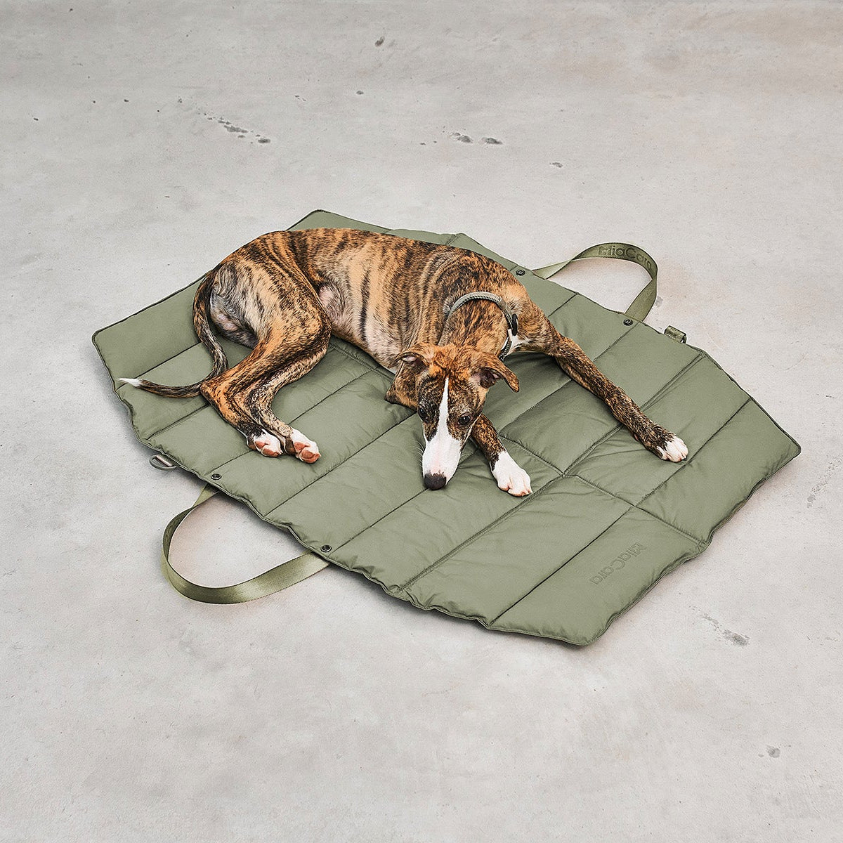 Dog lying on a green pet bed on a concrete floor