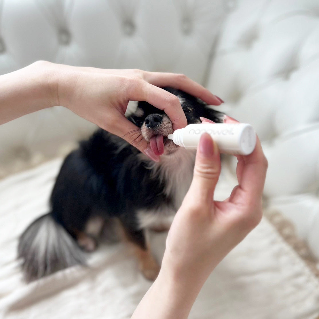 Person holding a small tube of cream or ointment near a dog on a white couch.
