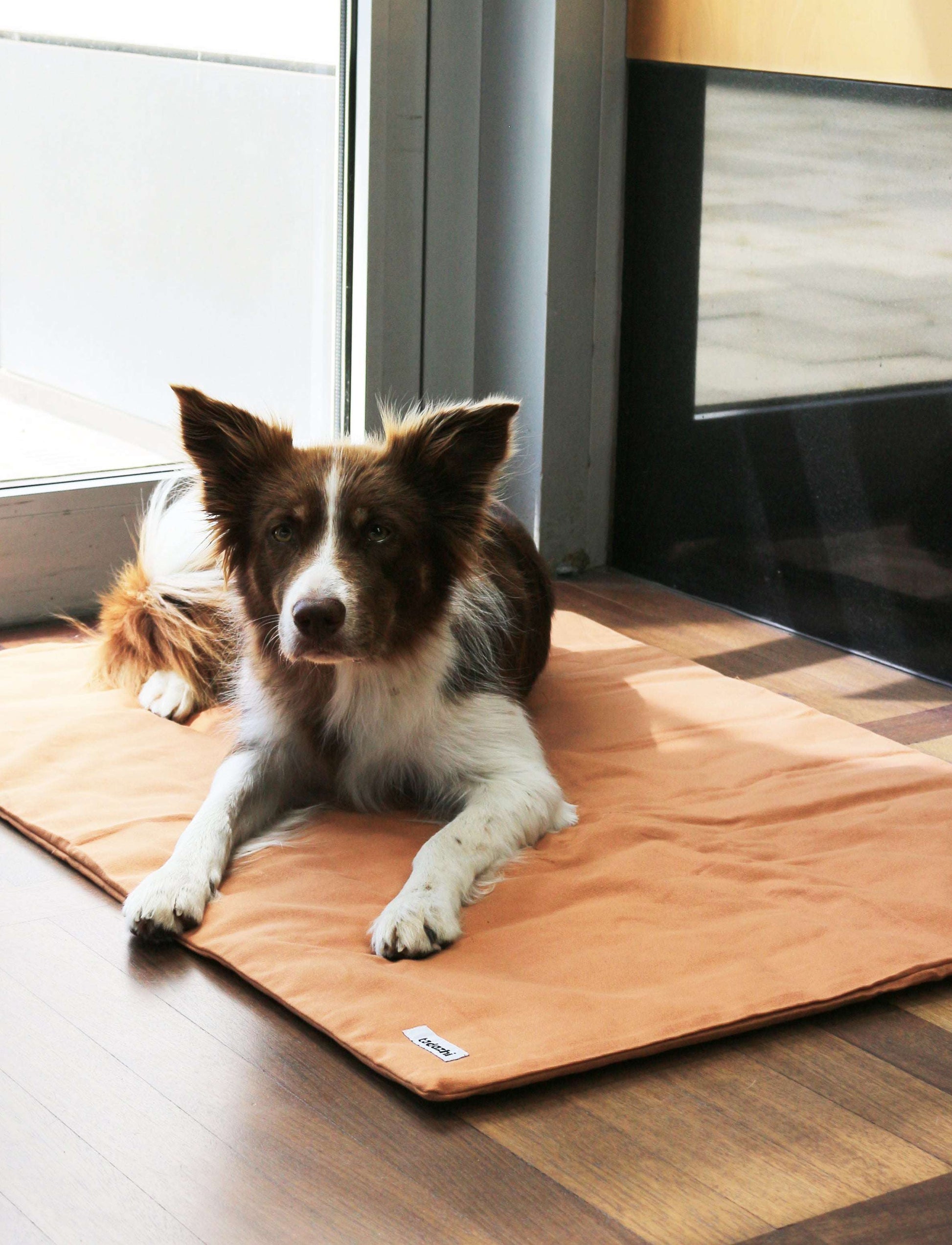 Dog resting comfortably on Tadazhi duvet pet blanket in light brown organic cotton, cozy and sustainable bedding from Lumi Pets Sleep collection