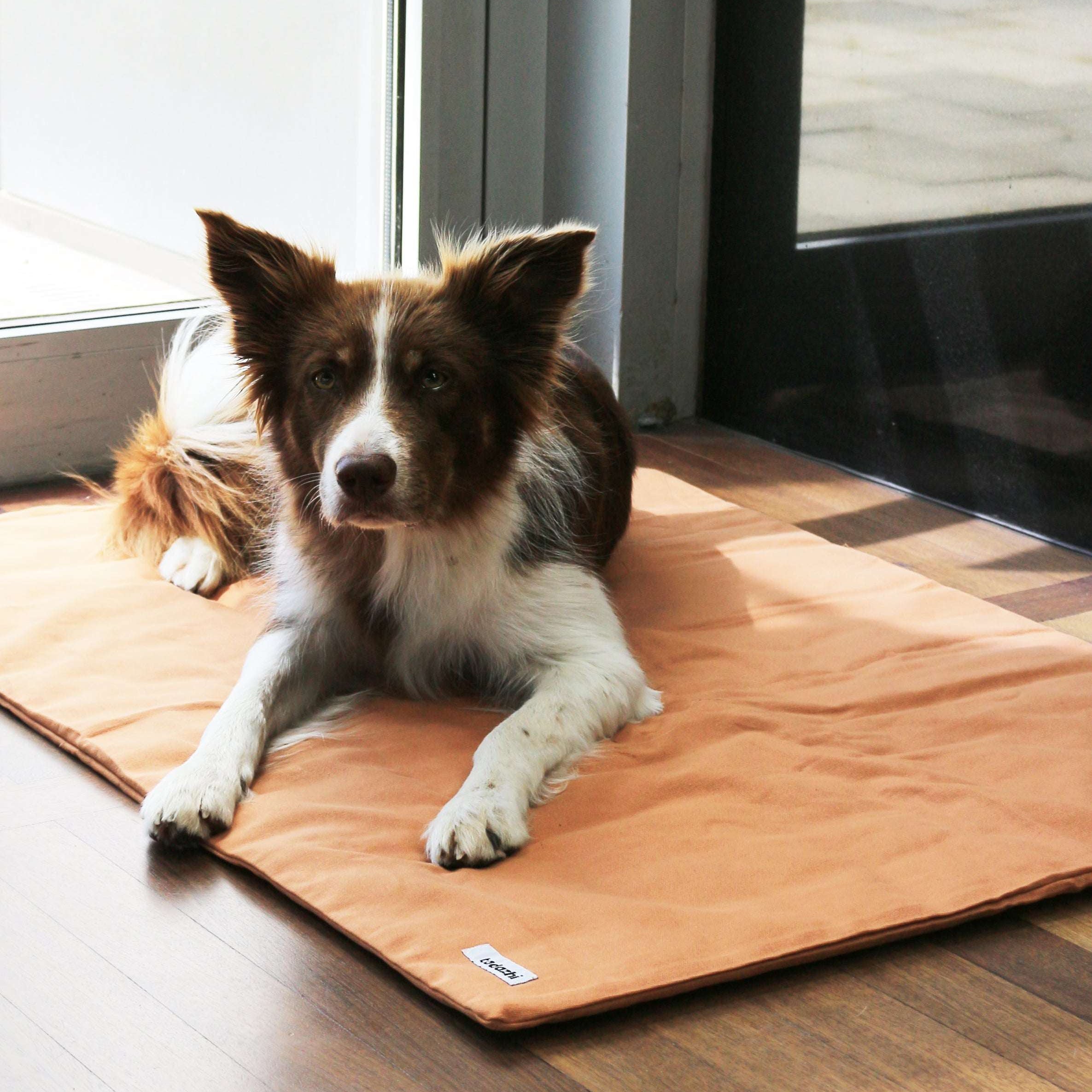 Dog resting comfortably on Tadazhi duvet pet blanket in light brown organic cotton, cozy and sustainable bedding from Lumi Pets Sleep collection