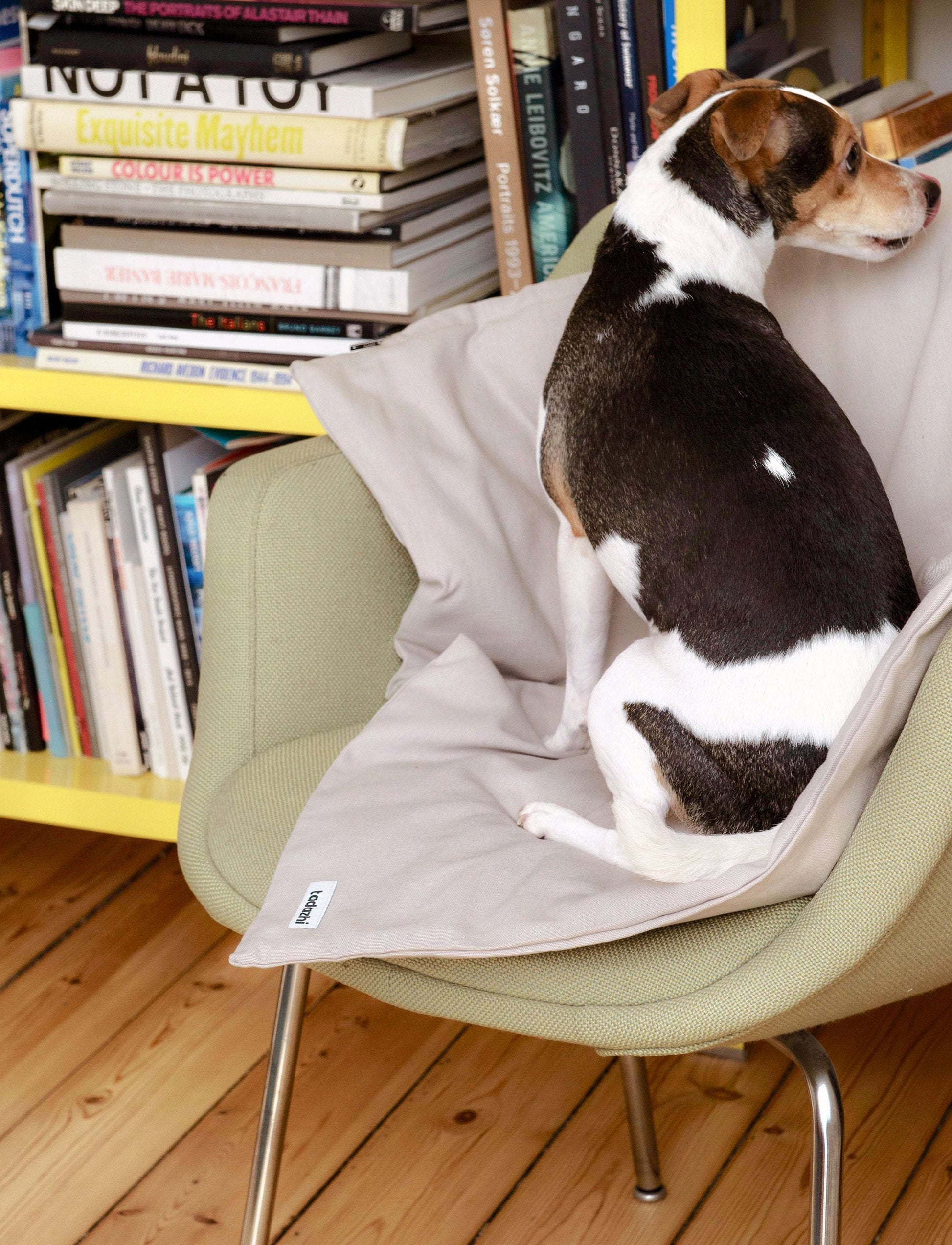 Dog sitting on the Tadazhi organic cotton duvet pet blanket in light grey, versatile minimalist bedding for pets on sofa, car, or floor