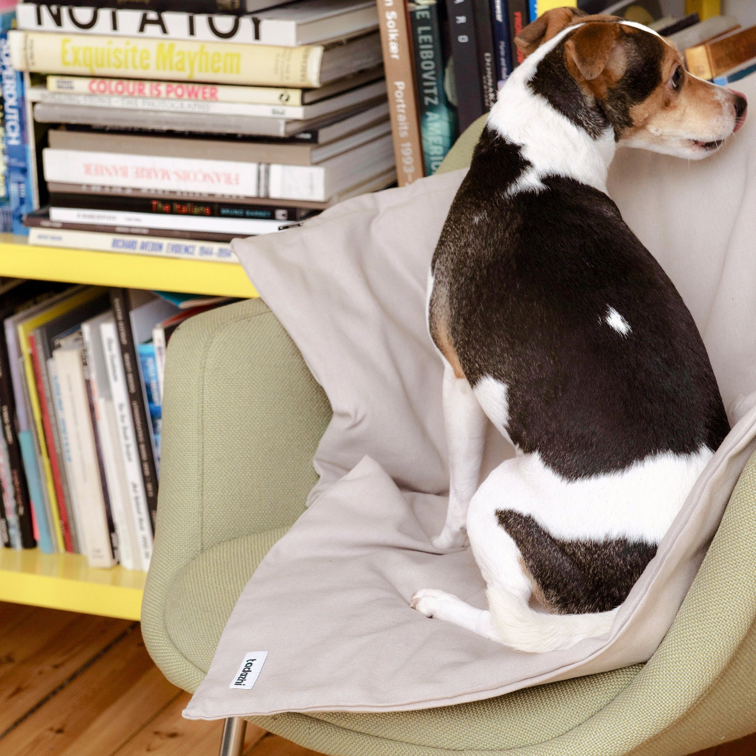 Organic Cotton Duvet Pet Blanket