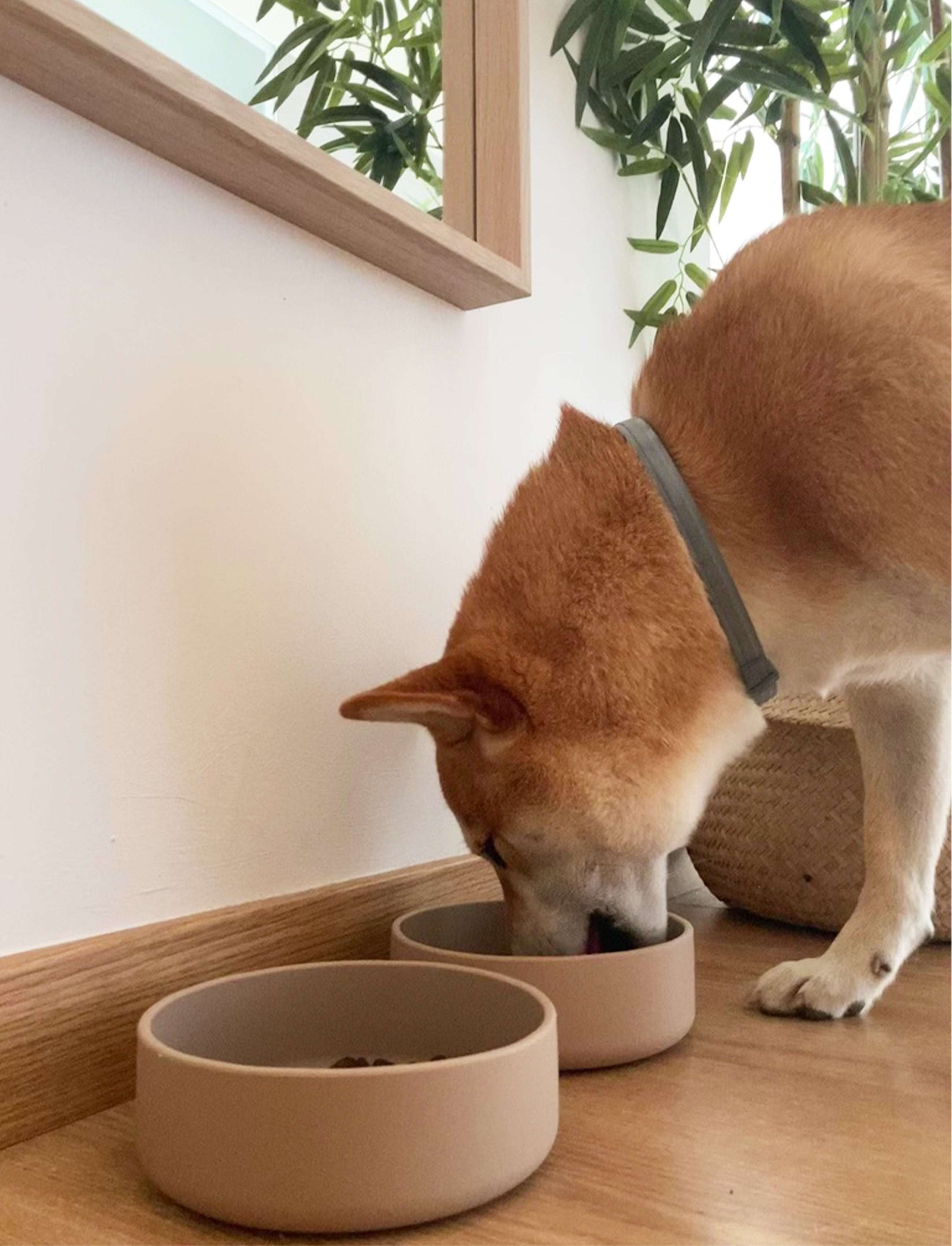 Dog eating from Tadazhi beige silicone pet food bow on a wooden floor with plants in the background