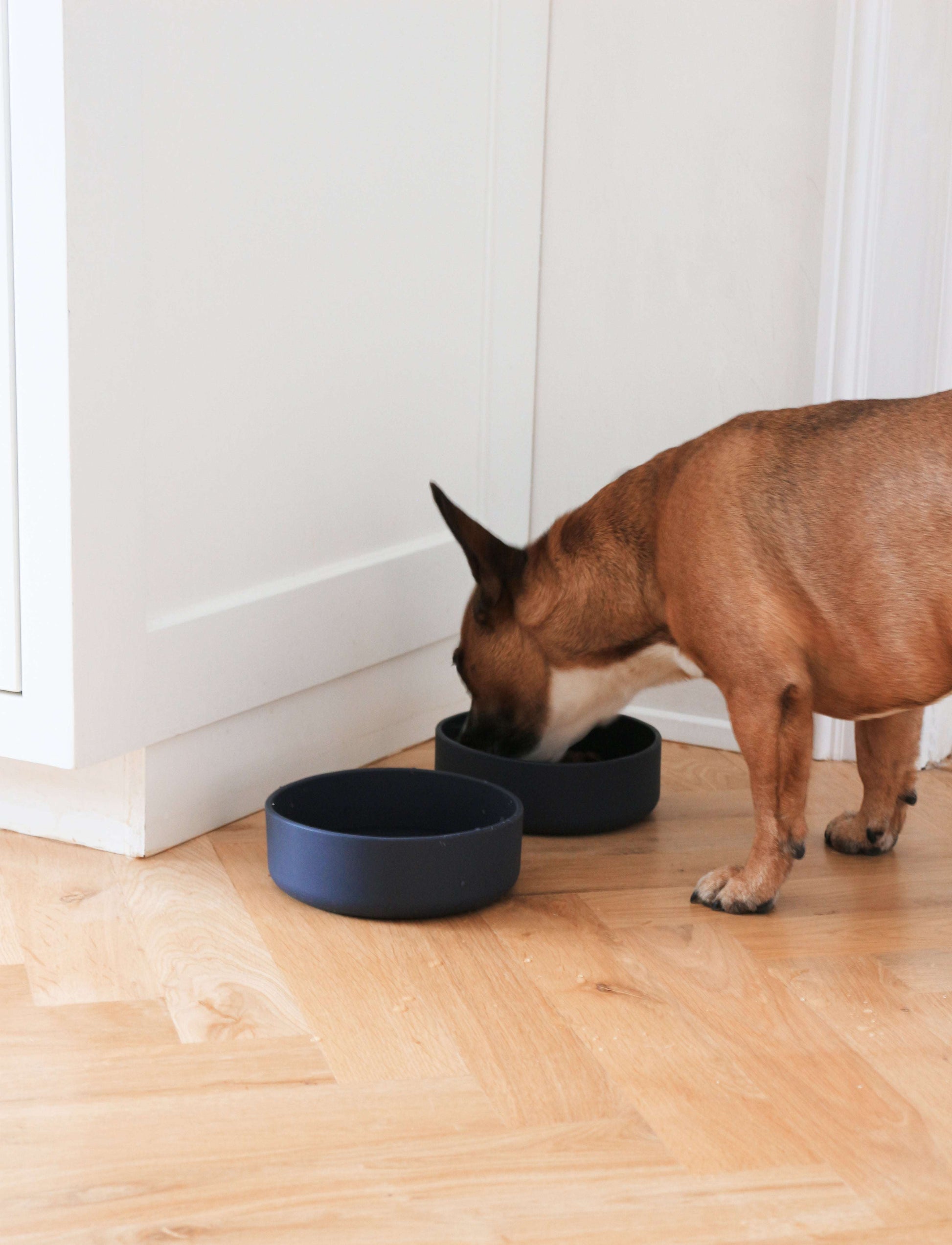 Dog eating from Tadazhi dark grey food grade silicone pet bowl, minimalist design from Lumi Pets Eat collection