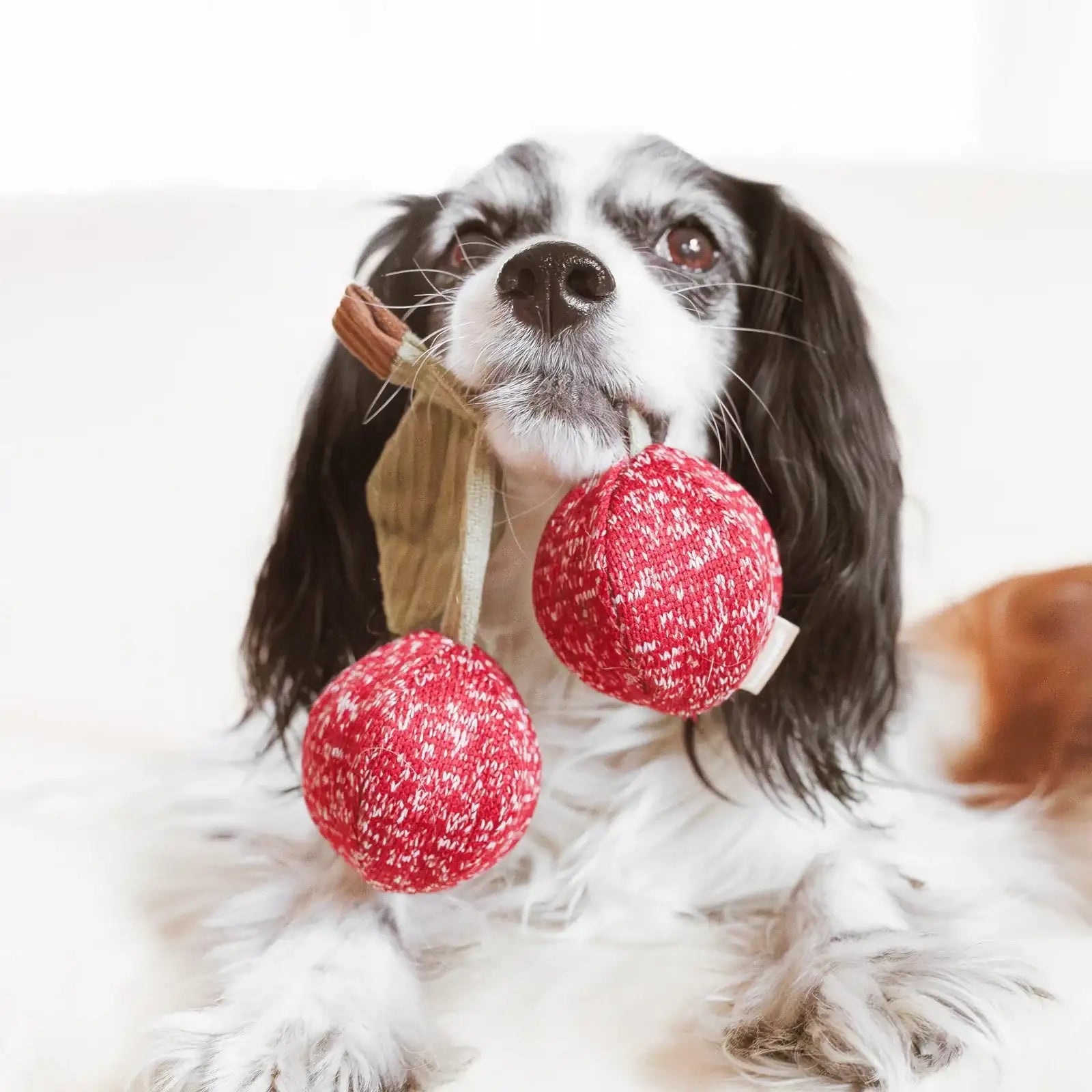 Dog holding Lambwolf Collective Cherry Pop plush toy in mouth, adorable interactive play captured in lifestyle setting