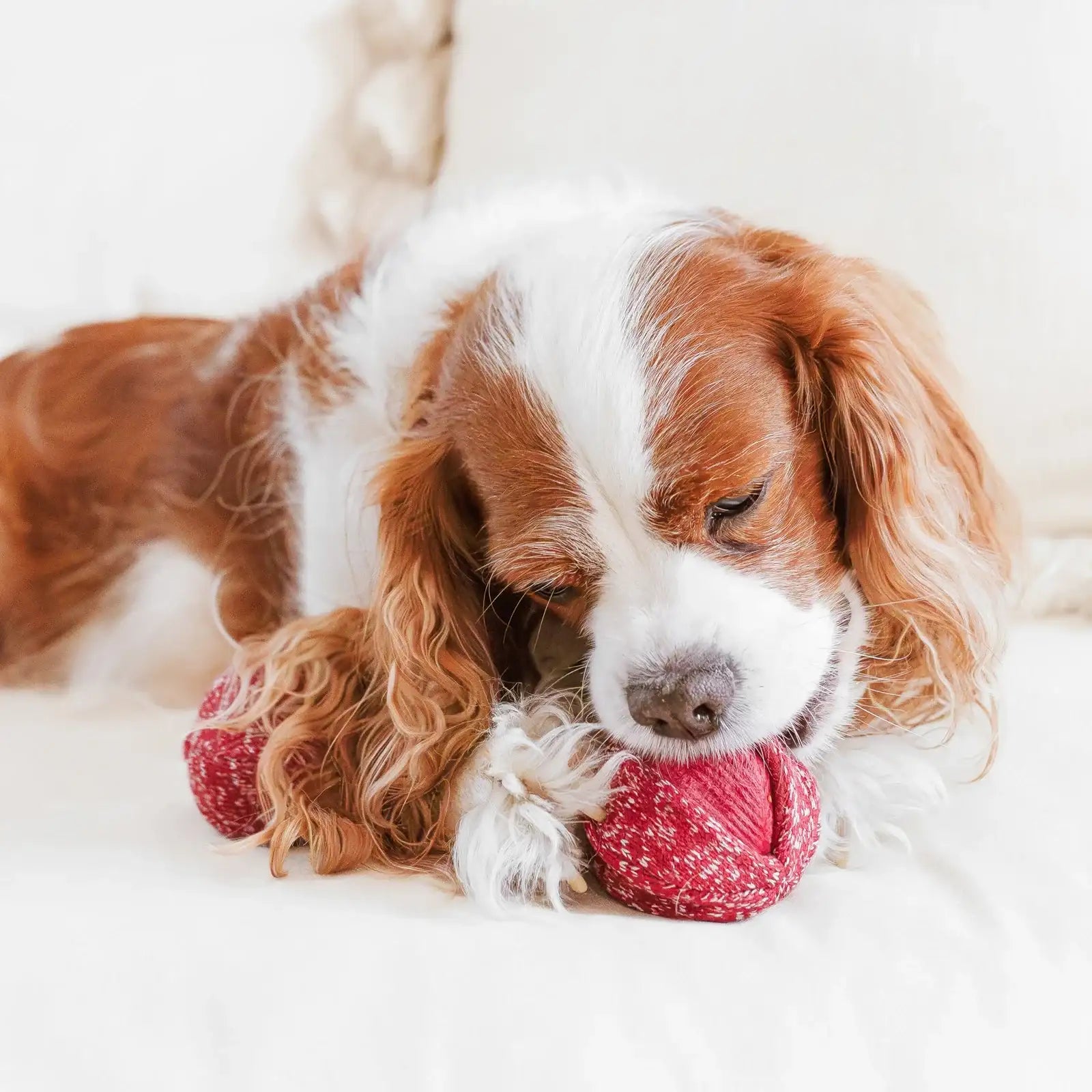 Dog playing with Lambwolf Collective Cherry Pop interactive toy, enjoying hide-and-seek cherry ball design