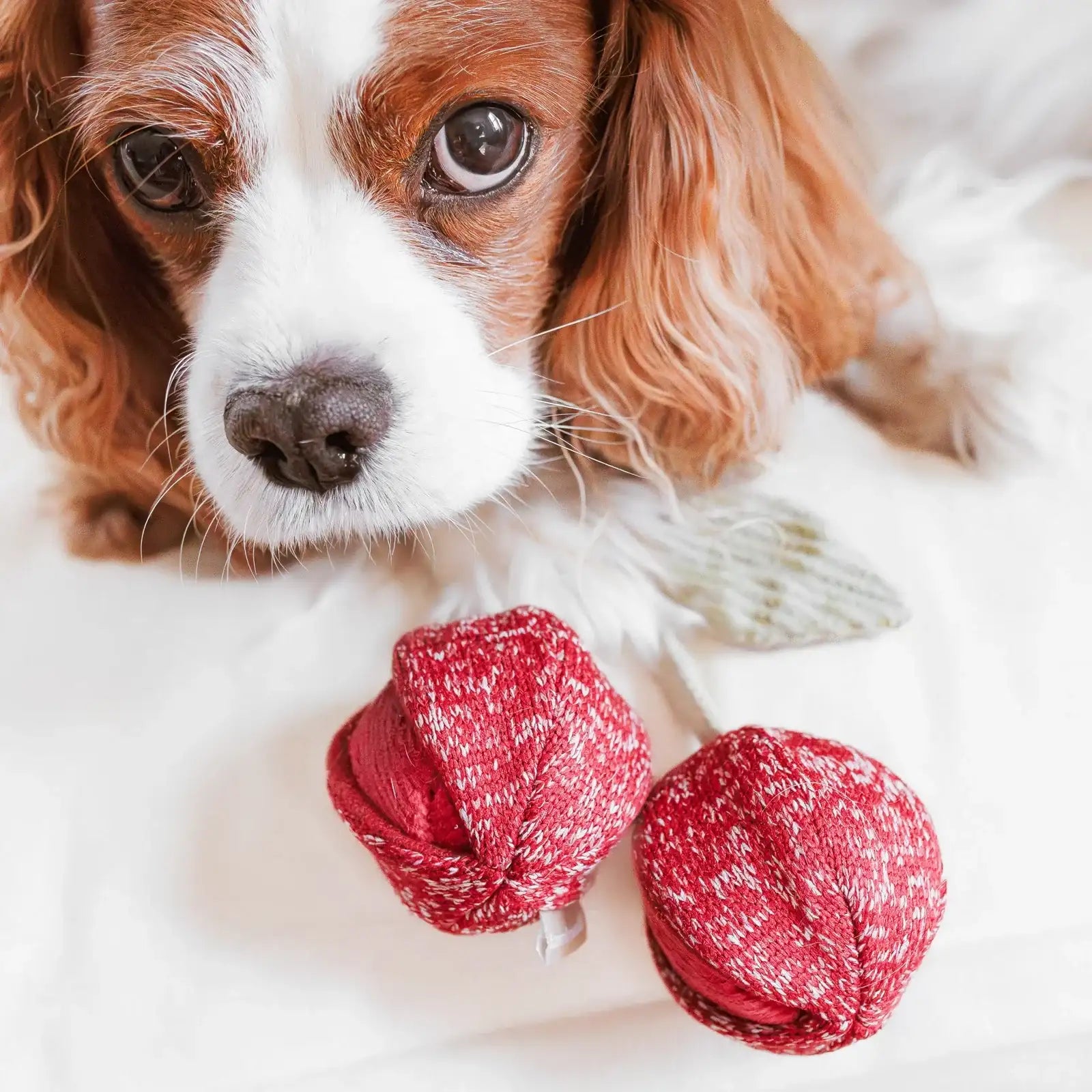 Dog resting beside Lambwolf Collective Cherry Pop plush toy, cozy and playful enrichment accessory for modern pets