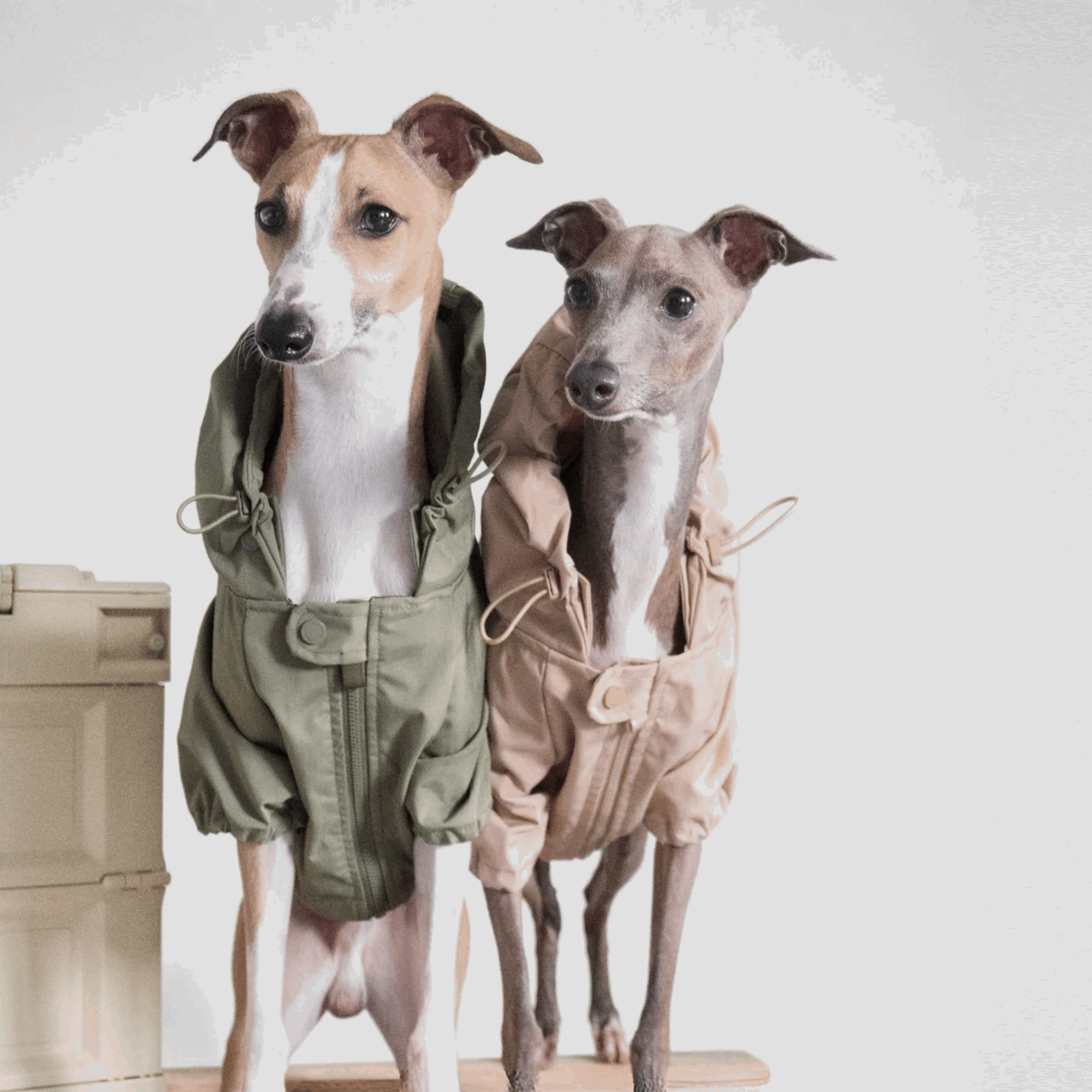 Two dogs wearing Lambwolf Collective waterproof raincoats in sage green and beige, minimalist lightweight design for rainy walks