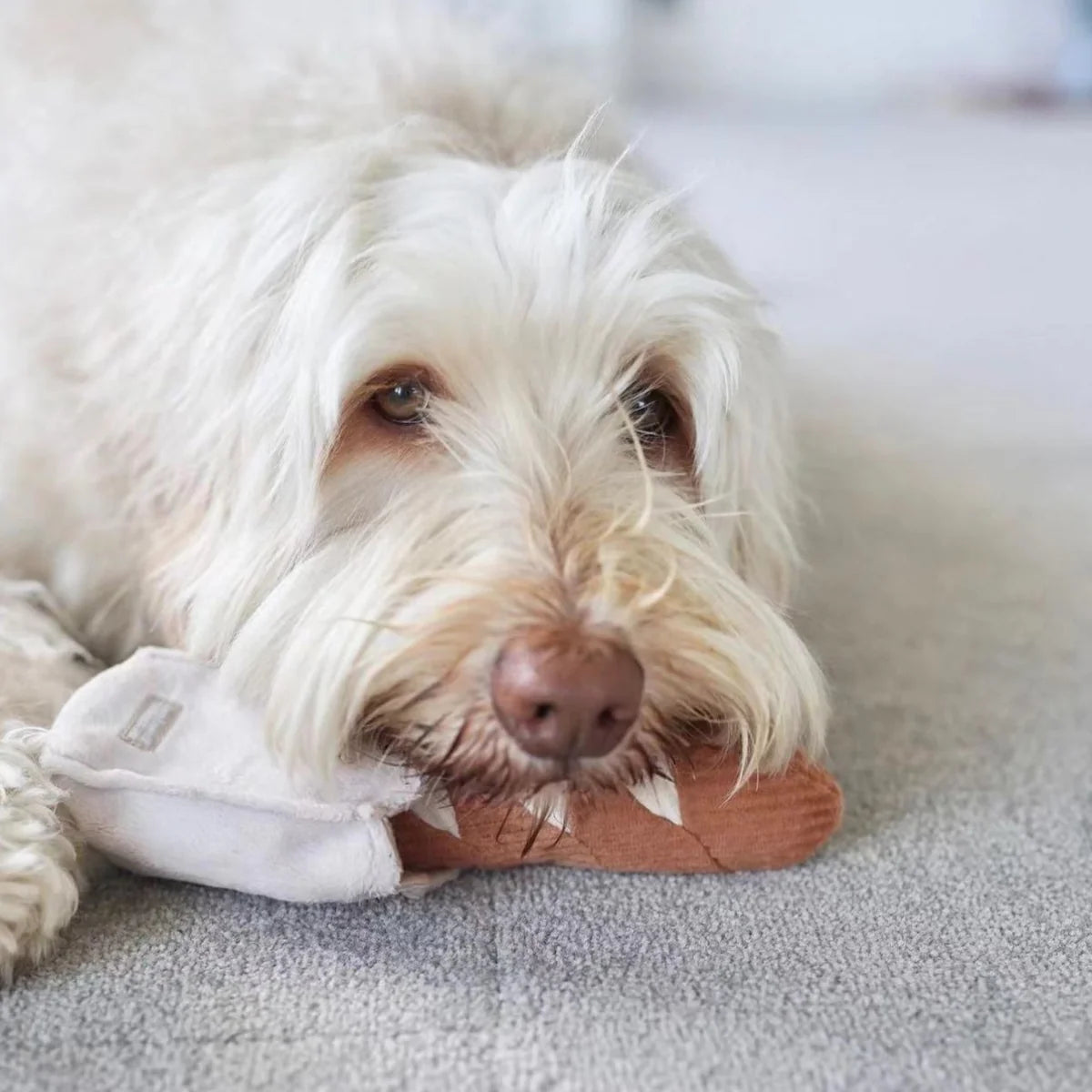 Dog playing with Lambwolf Collective Mini Baguette plush toy, interactive and gentle enrichment toy from Lumi Pets Play collection