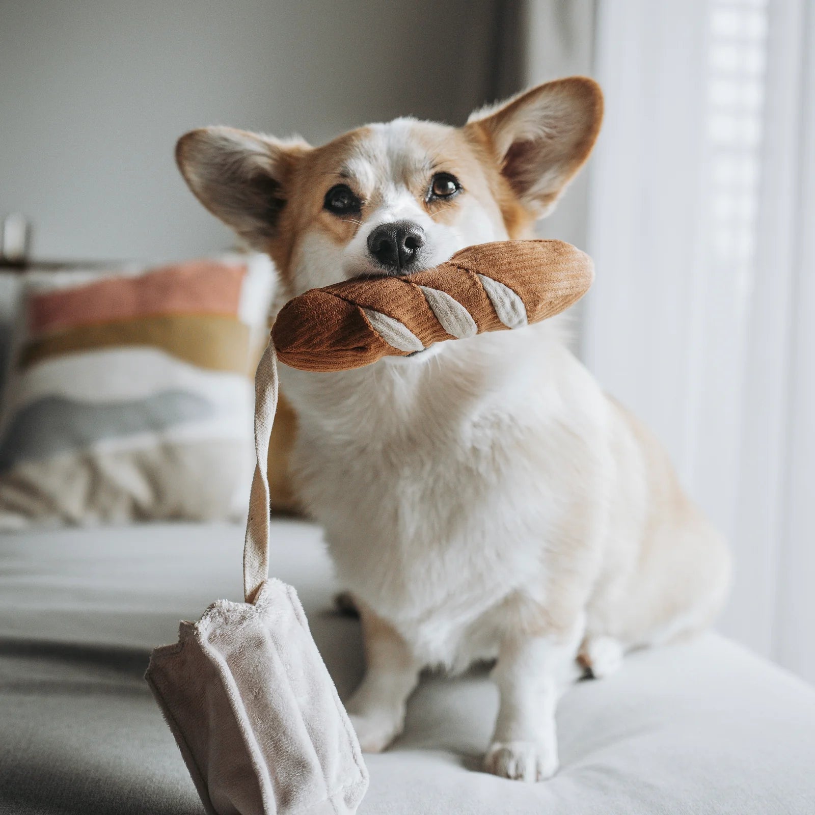 Dog posing with Lambwolf Collective Mini Baguette plush toy, soft and playful bread-inspired accessory.