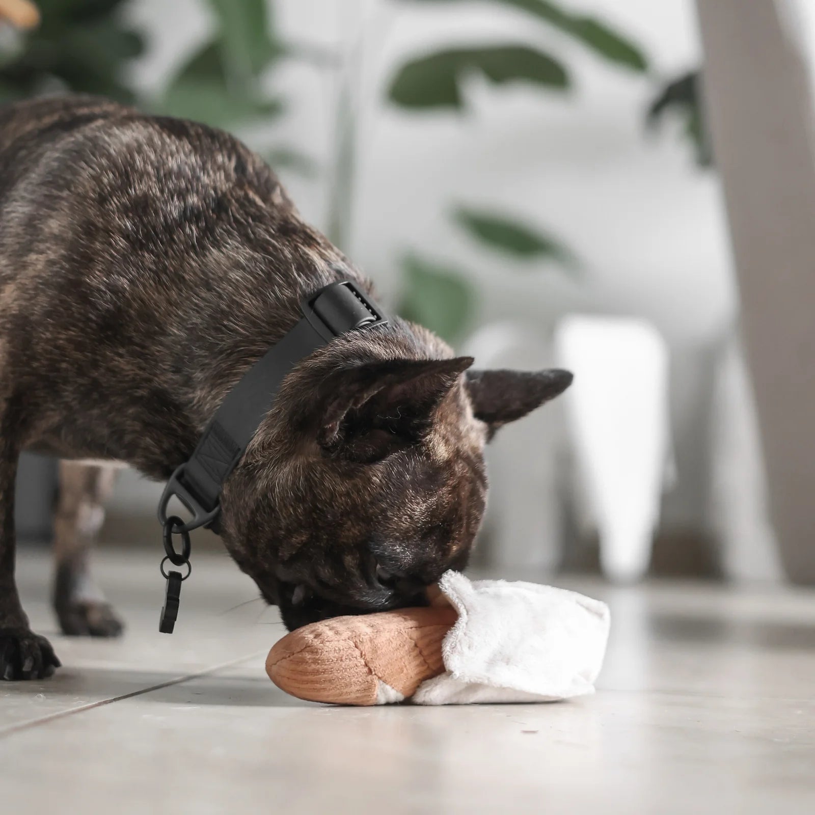 Dog playing with Lambwolf Collective Mini Baguette plush toy, interactive and gentle enrichment toy from Lumi Pets Play collection.