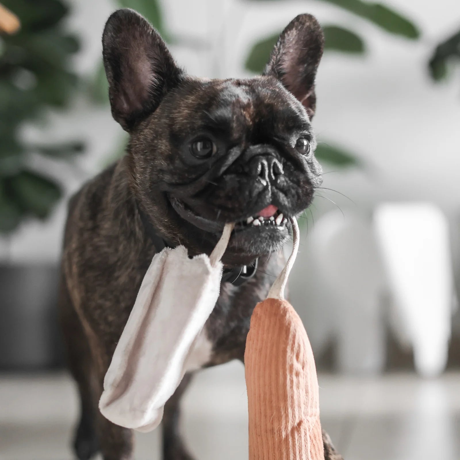 Dog holding Lambwolf Collective Mini Baguette plush toy, interactive and gentle enrichment toy from Lumi Pets Play collection.