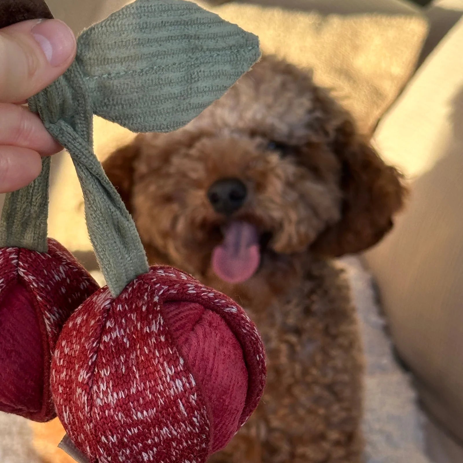 Close-up of Lambwolf Collective Cherry Pop plush dog toy showing soft fabric texture, green leaves, and removable cherry ball. poodle at the back looking at the toy