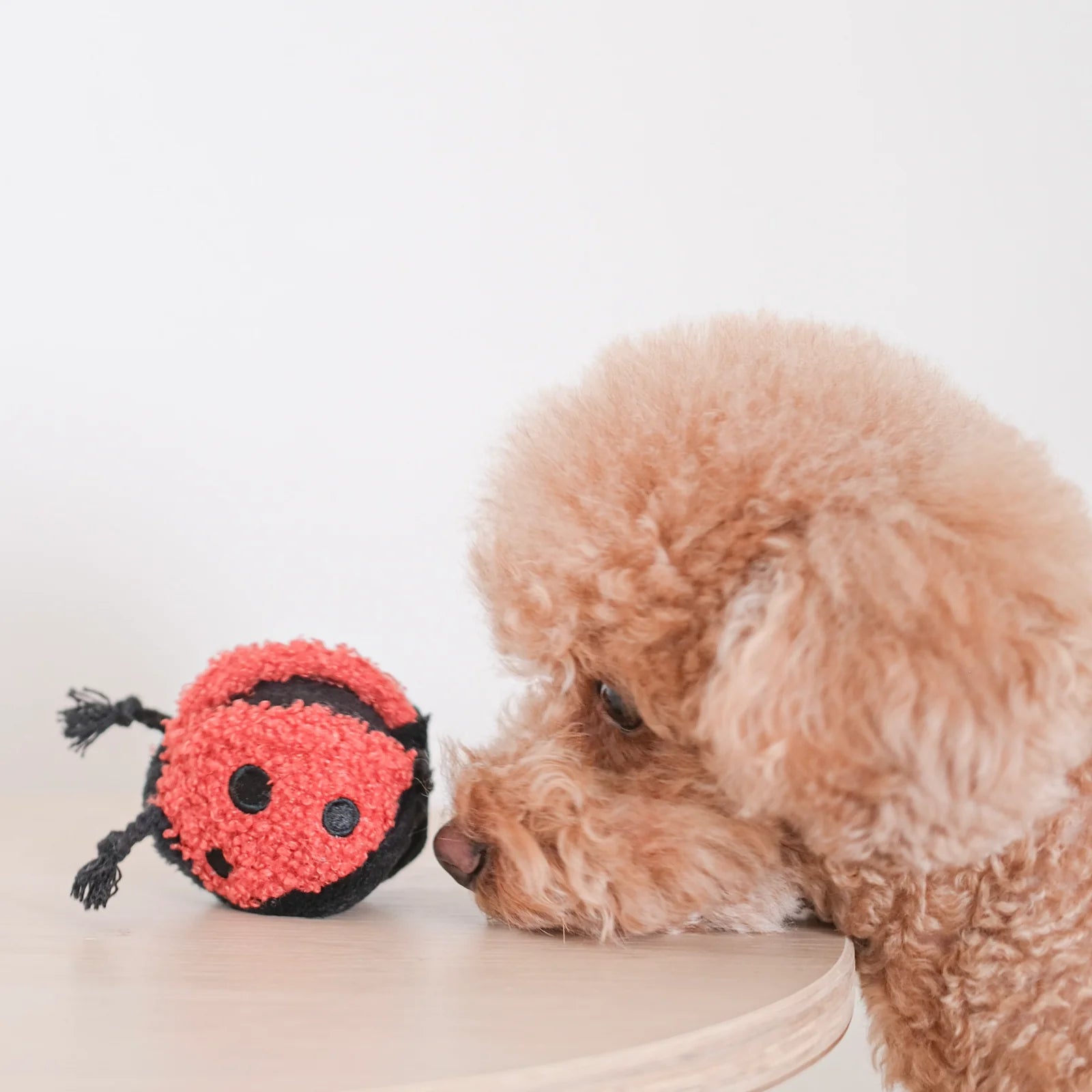 Dog posing with Lambwolf Collective Ladybug Pop plush toy, whimsical and engaging enrichment accessory.