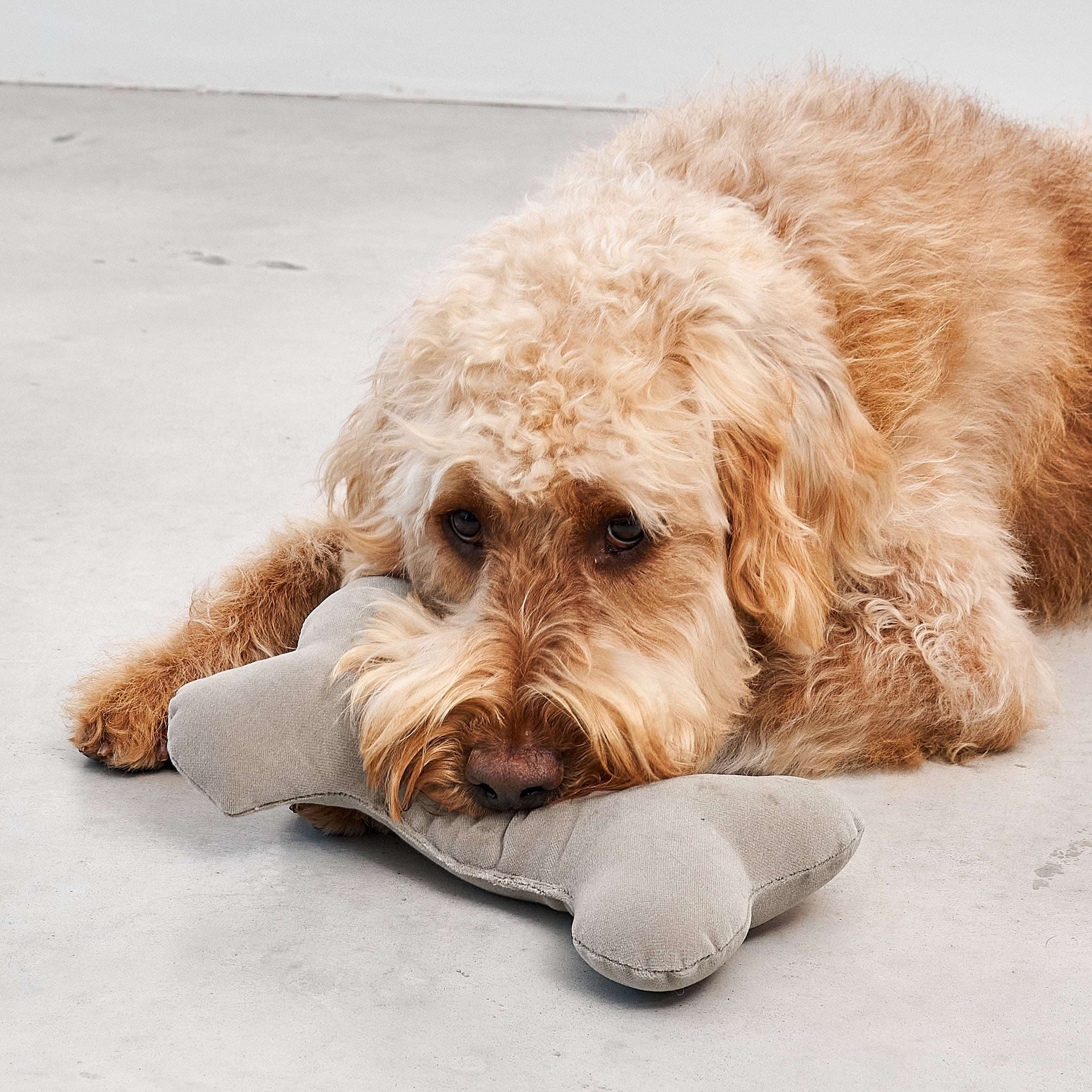 Dog lying on a light-colored floor with a MiaCara plush toy in its mouth.