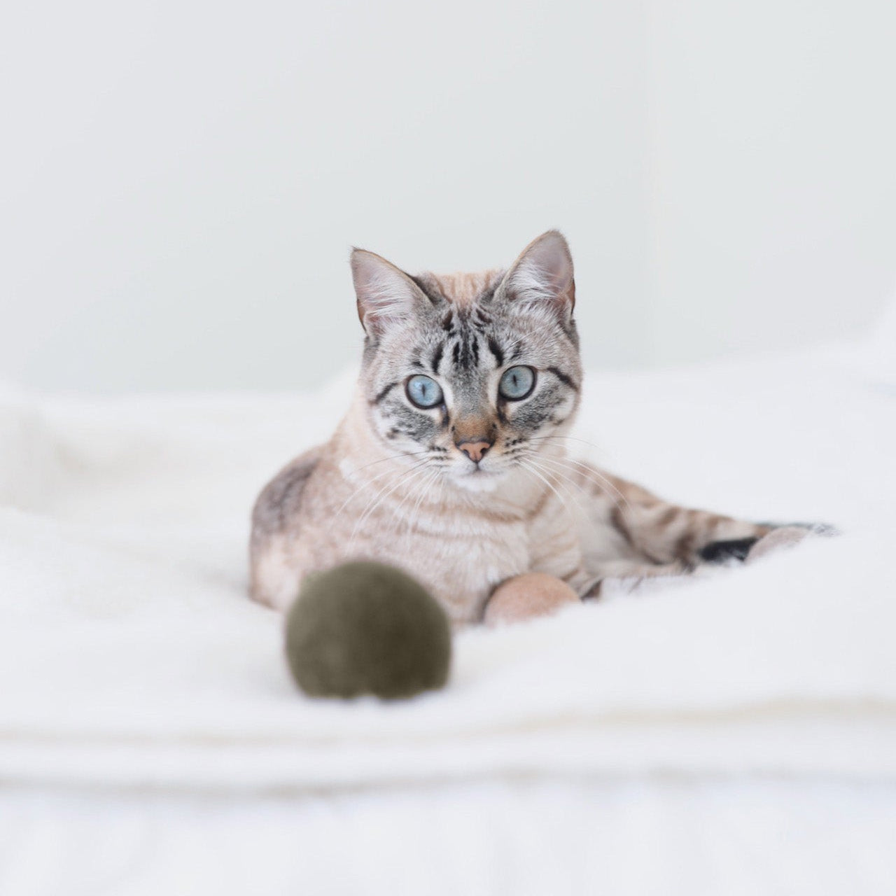 Cat lying on a white surface with globo cat toy ball