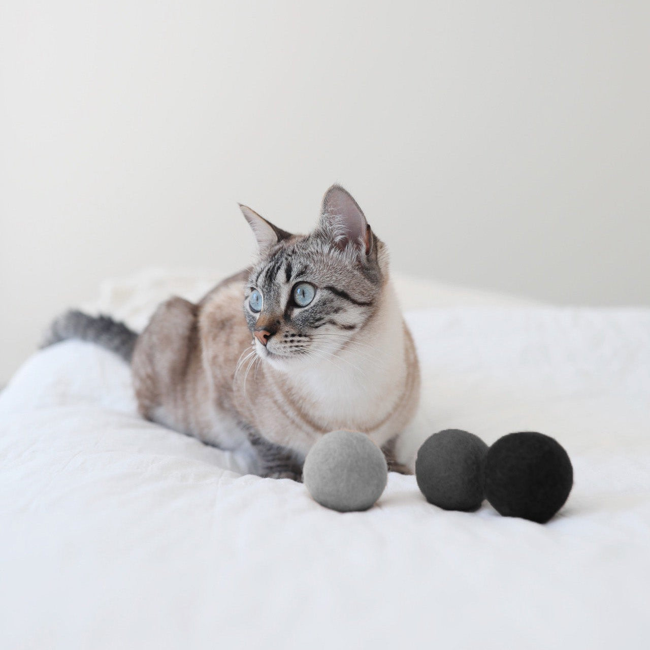 Cat playing with MiaCara Globo wool felt ball, natural eco-friendly toy for interactive fun