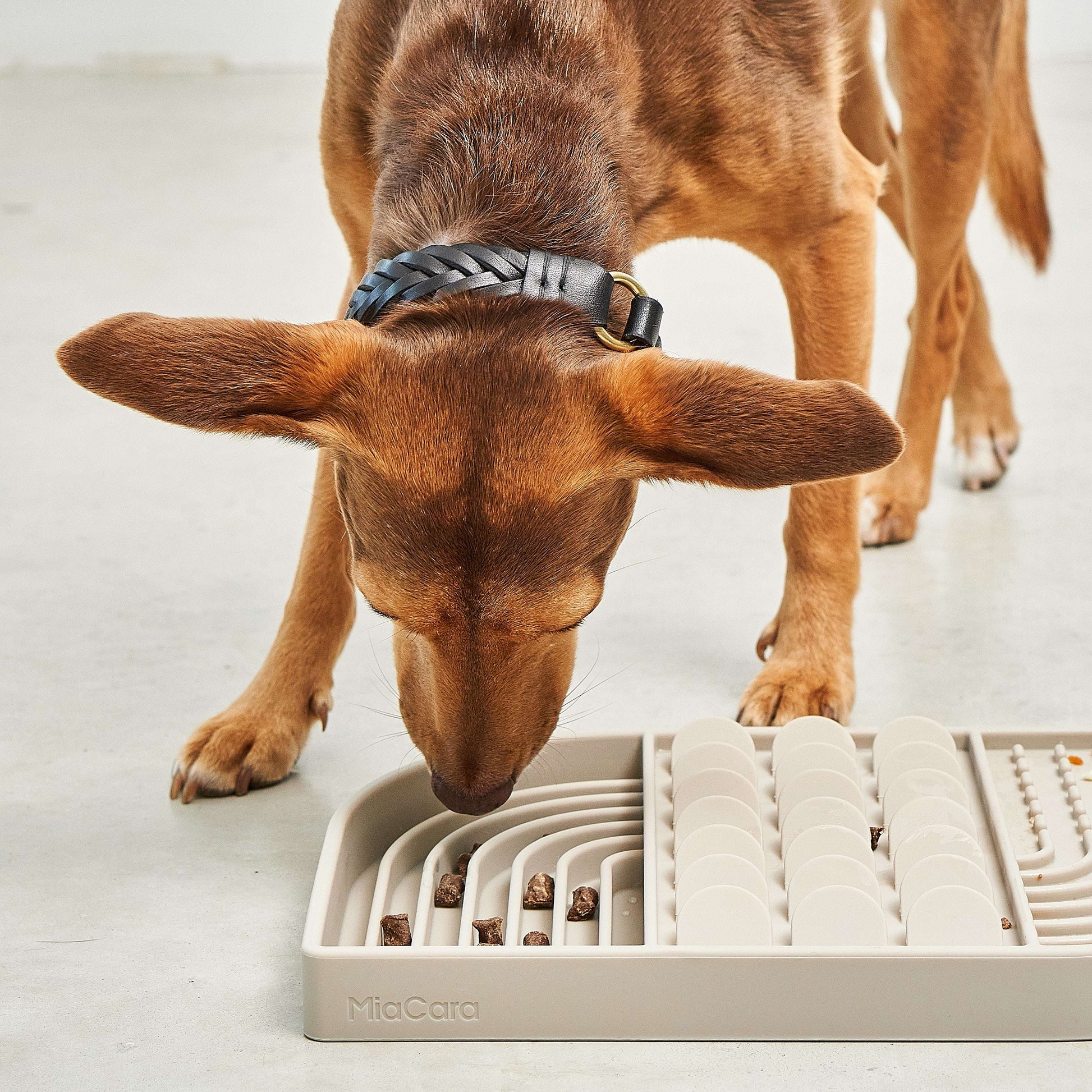 Dog using MiaCara Aperitivo interactive slow feeder in taupe, designed to promote healthy, engaging feeding habits