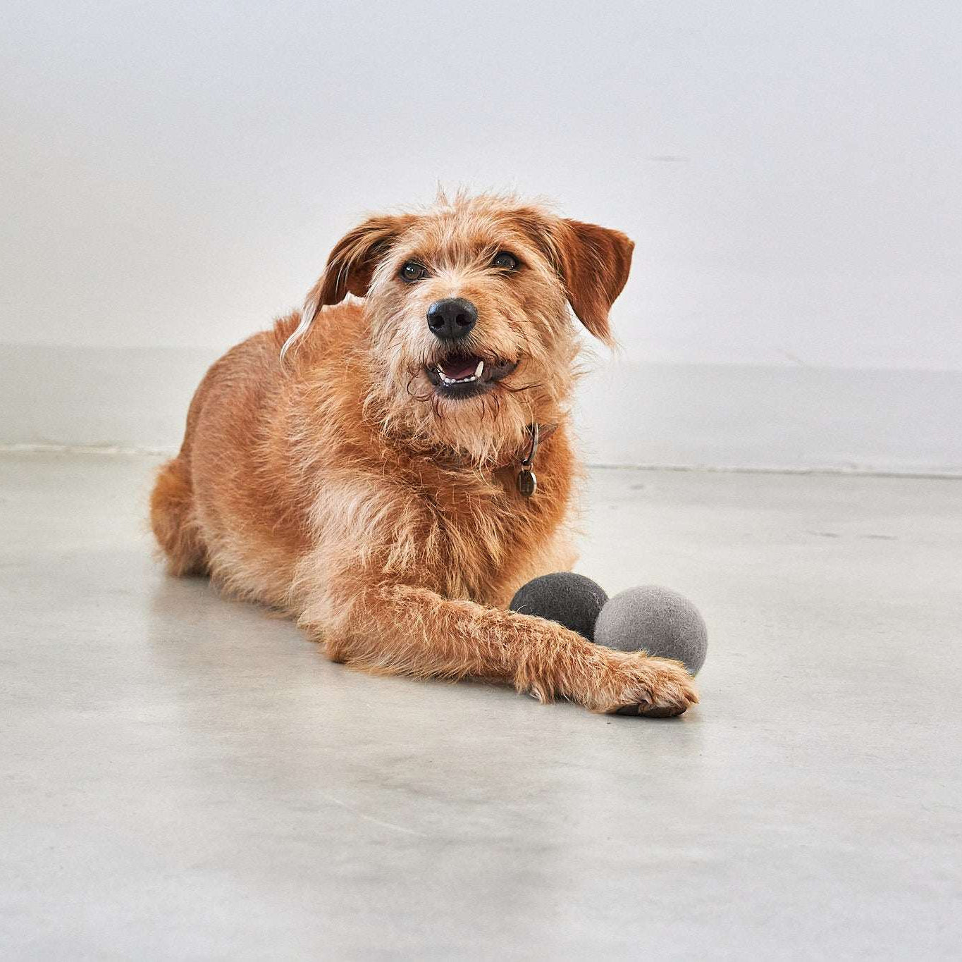 Dog playing with MiaCara Globo wool felt toy ball, natural and safe play accessory from Lumi Pets Play collection. 