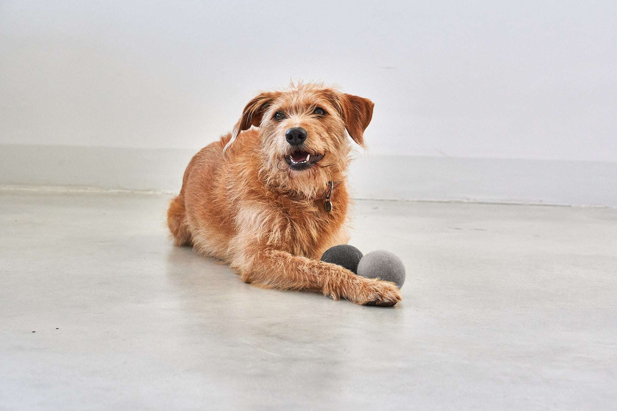 Dog playing with MiaCara Globo wool felt toy ball, natural and safe play accessory from Lumi Pets Play collection. 