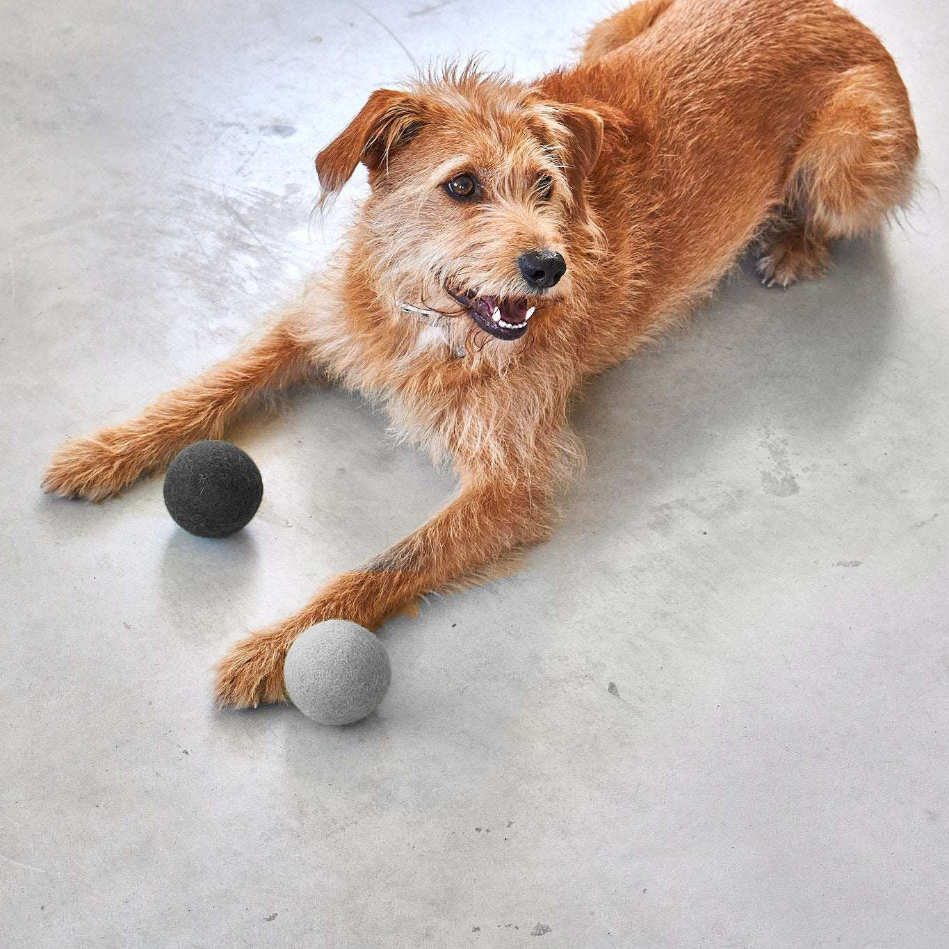 Dog playing with MiaCara Globo wool felt toy ball in Grey and dark grey, natural and safe play accessory from Lumi Pets Play collection.