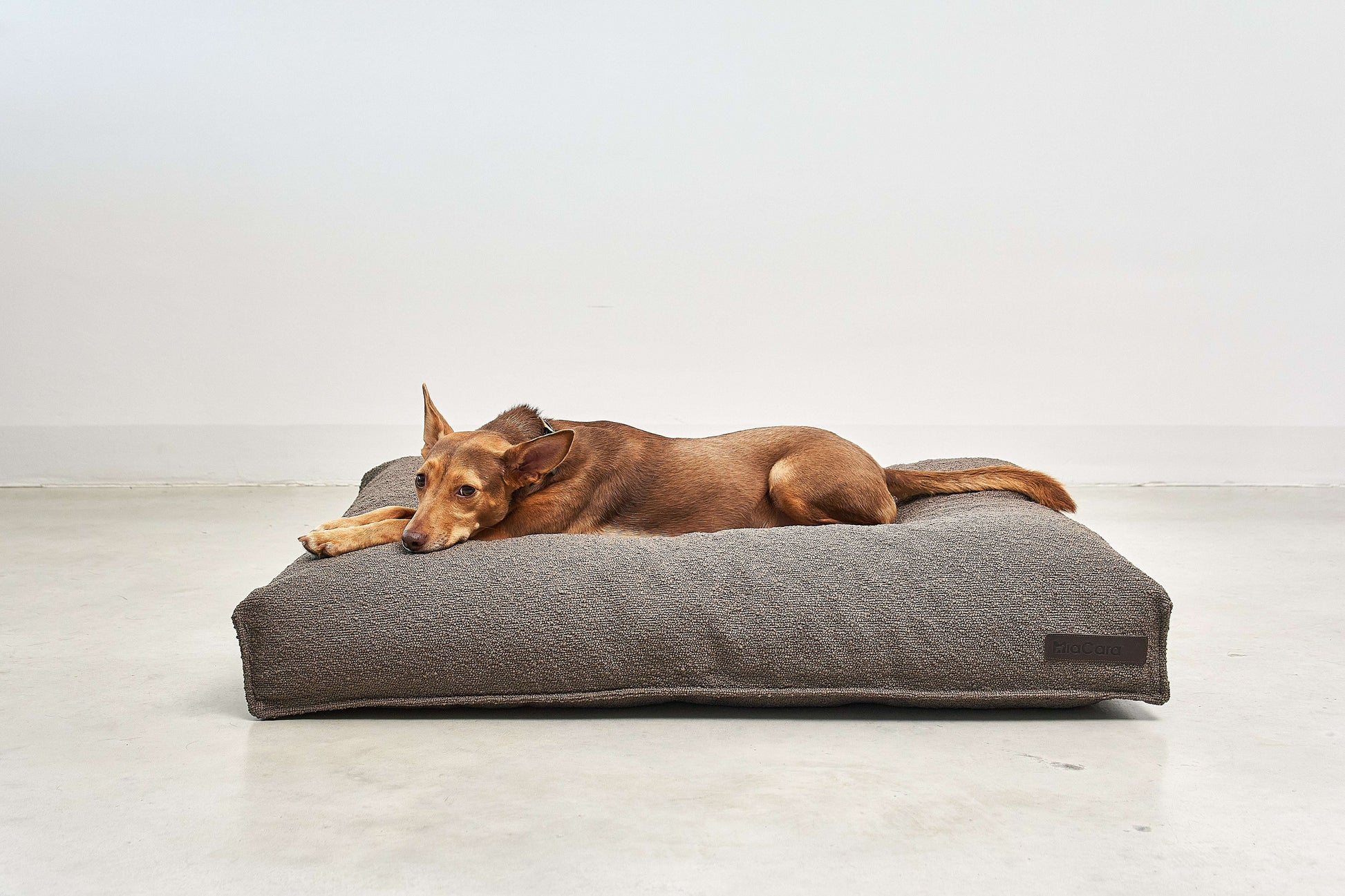 Dog lying on MiaCara Mondo brown cushion, orthopedic support and stylish minimalist bed from Lumi Pets Sleep collection.