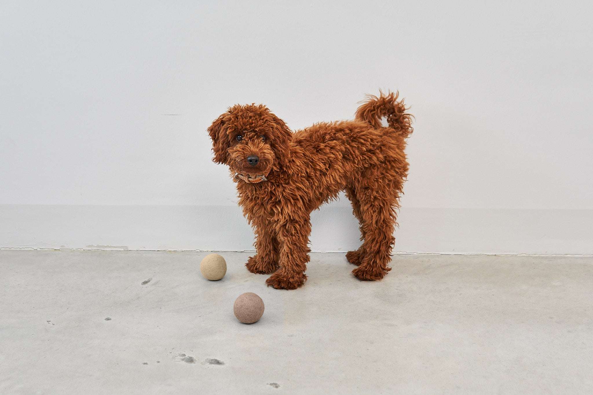 Dog playing with MiaCara Globo wool felt toy ball, natural and safe play accessory from Lumi Pets Play collection
