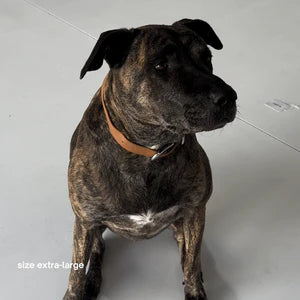 Vegan Leather Dog Collar