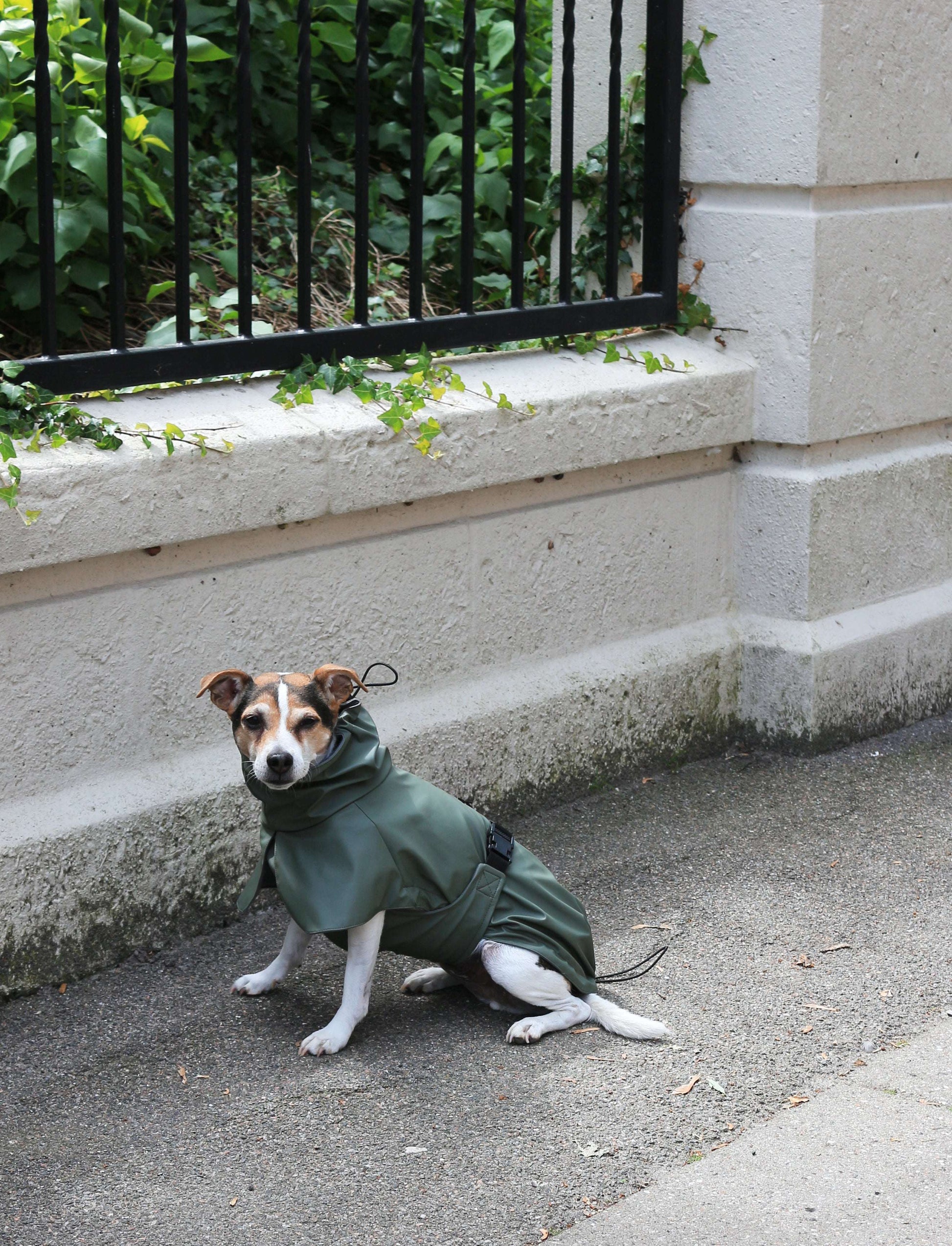 Dog front facing wearing Tadazhi olive-green waterproof raincoat
