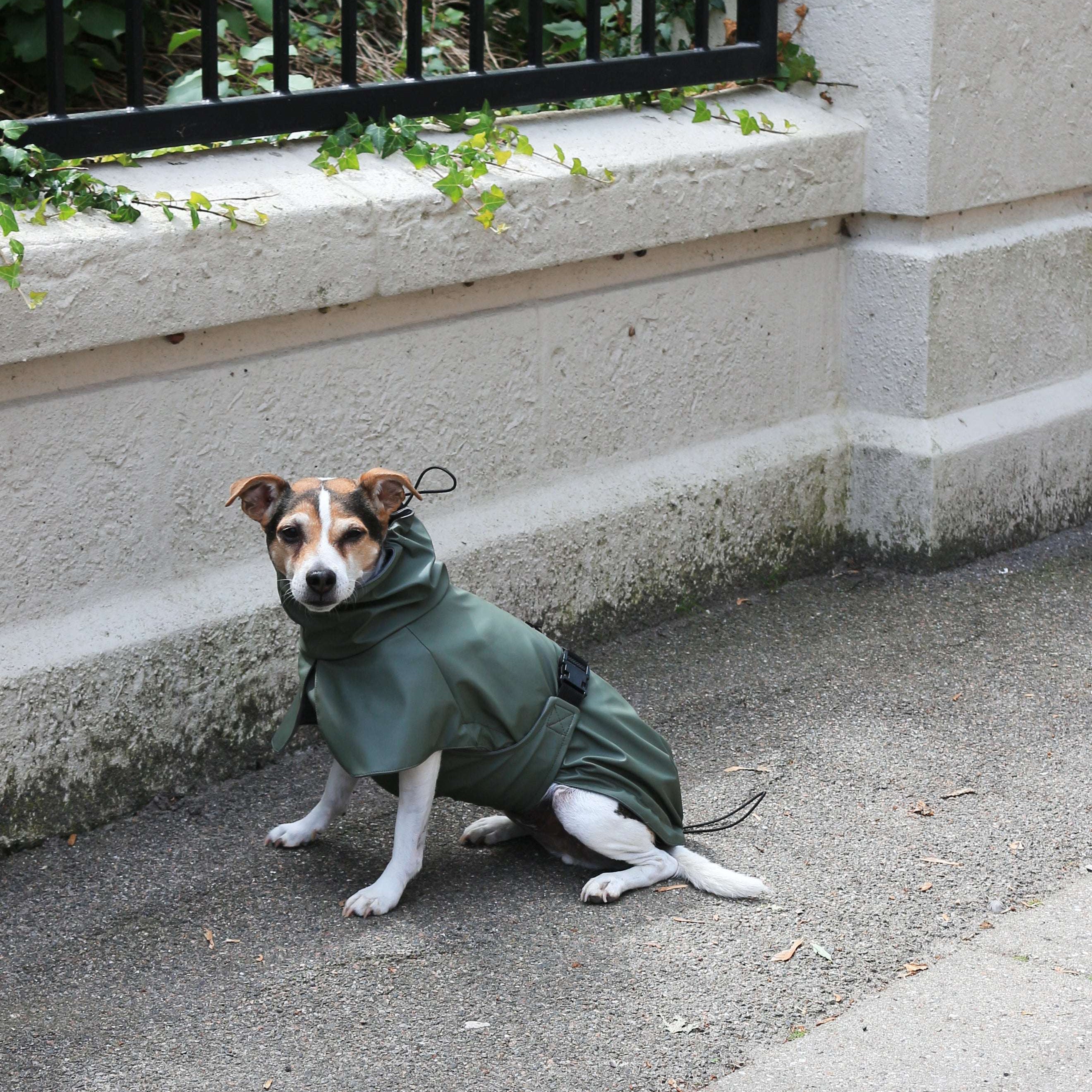 Dog front facing wearing Tadazhi olive-green waterproof raincoat