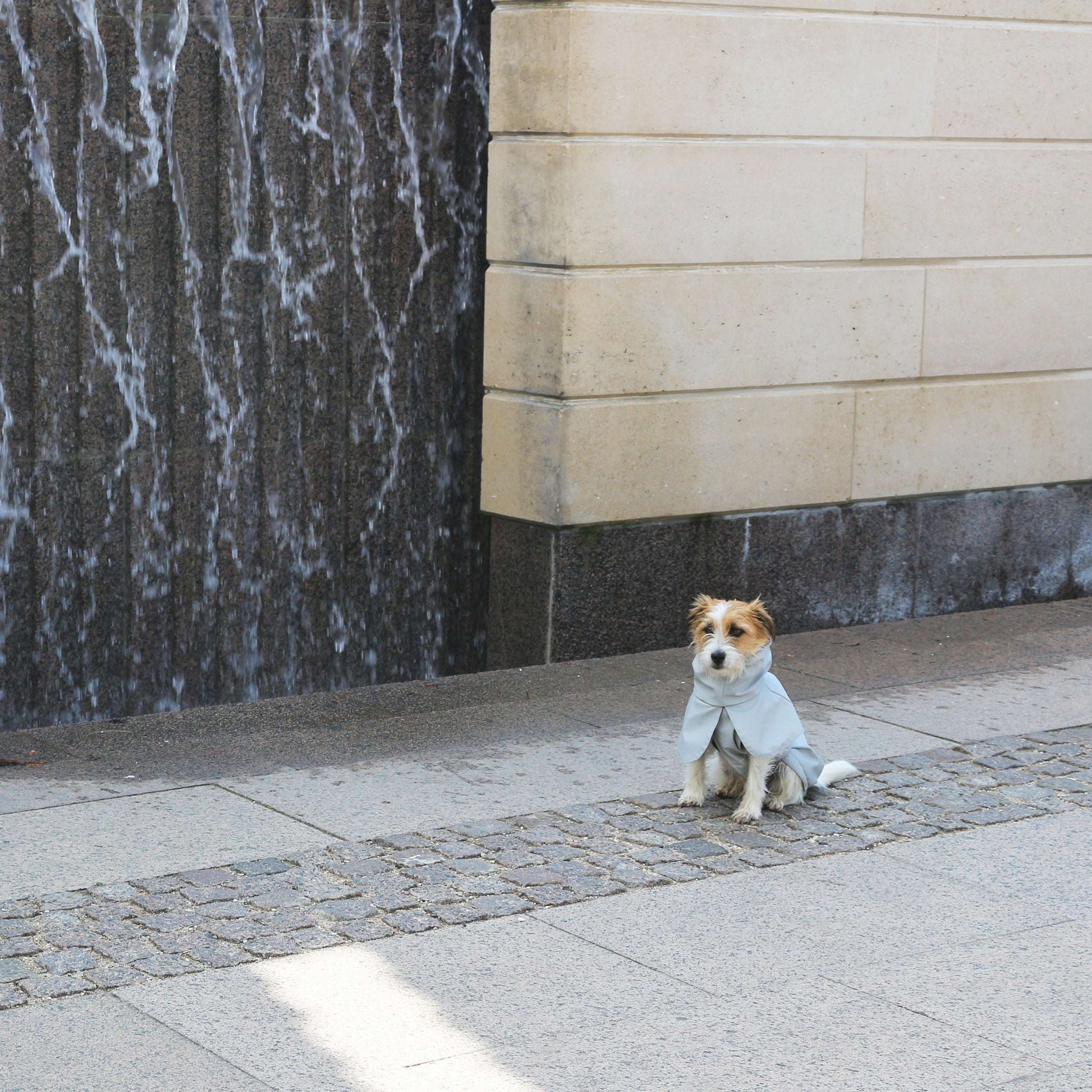 Dog on the street wearing Tadazhi light grey waterproof raincoat