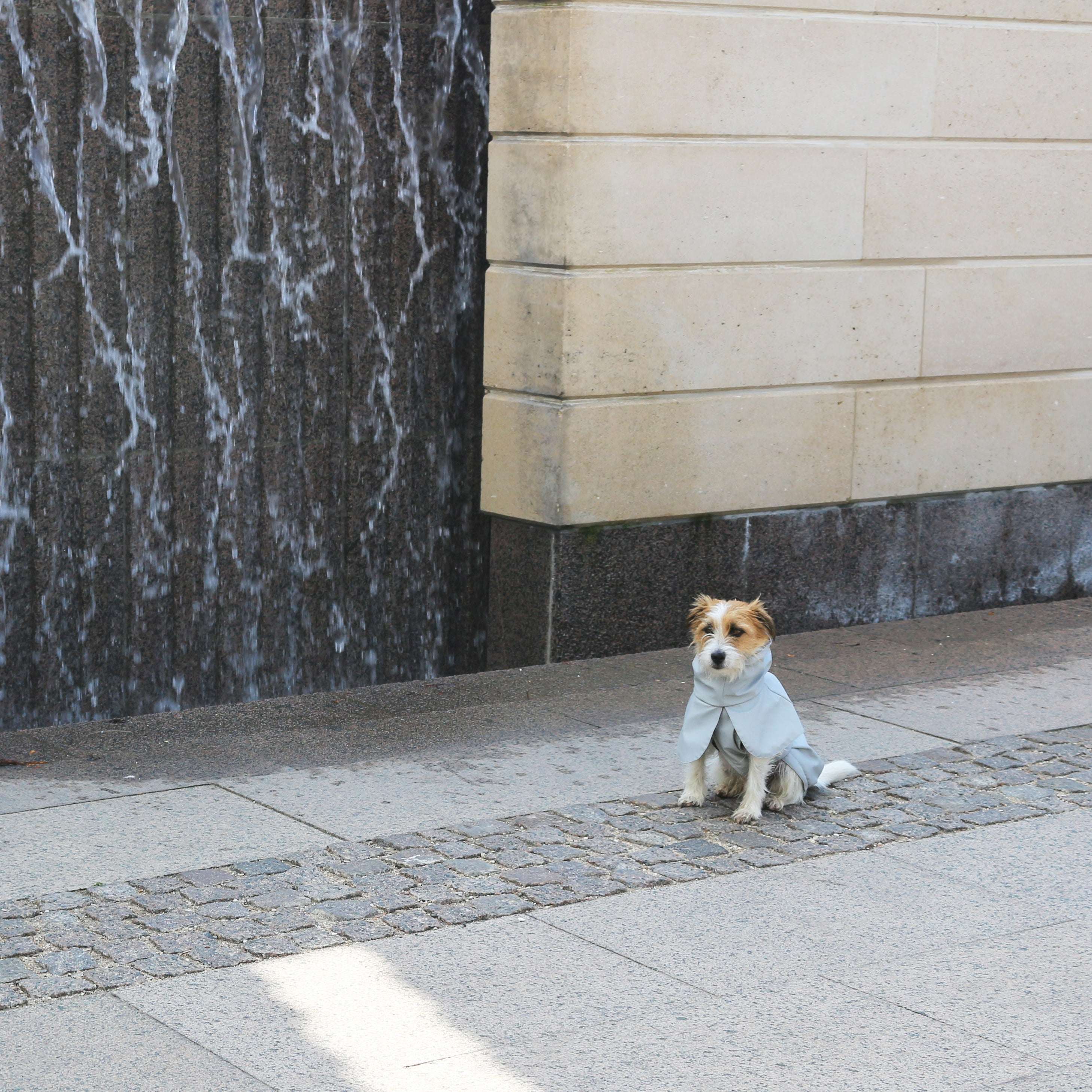 Dog on the street wearing Tadazhi light grey waterproof raincoat
