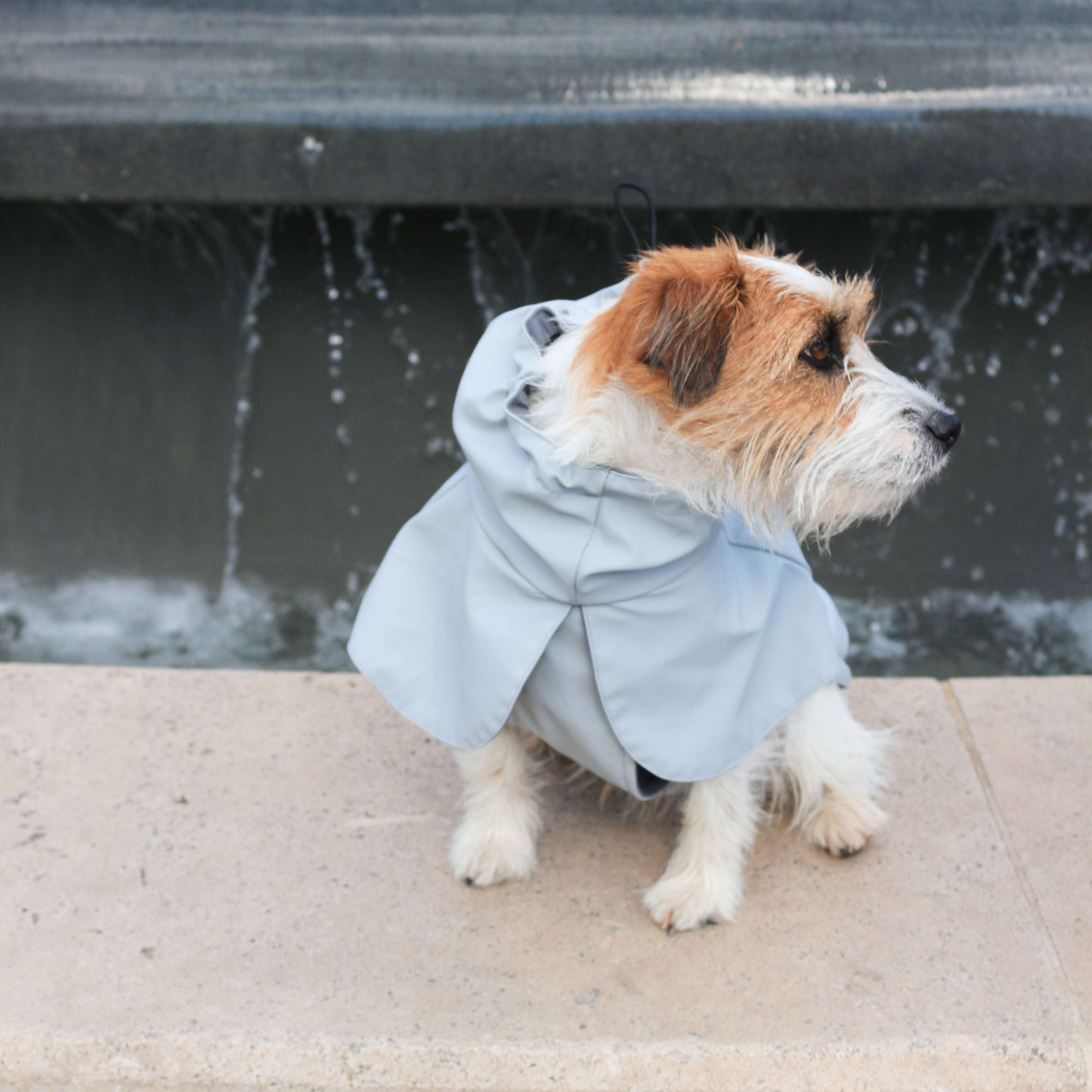 Dog wearing Tadazhi light grey waterproof raincoat