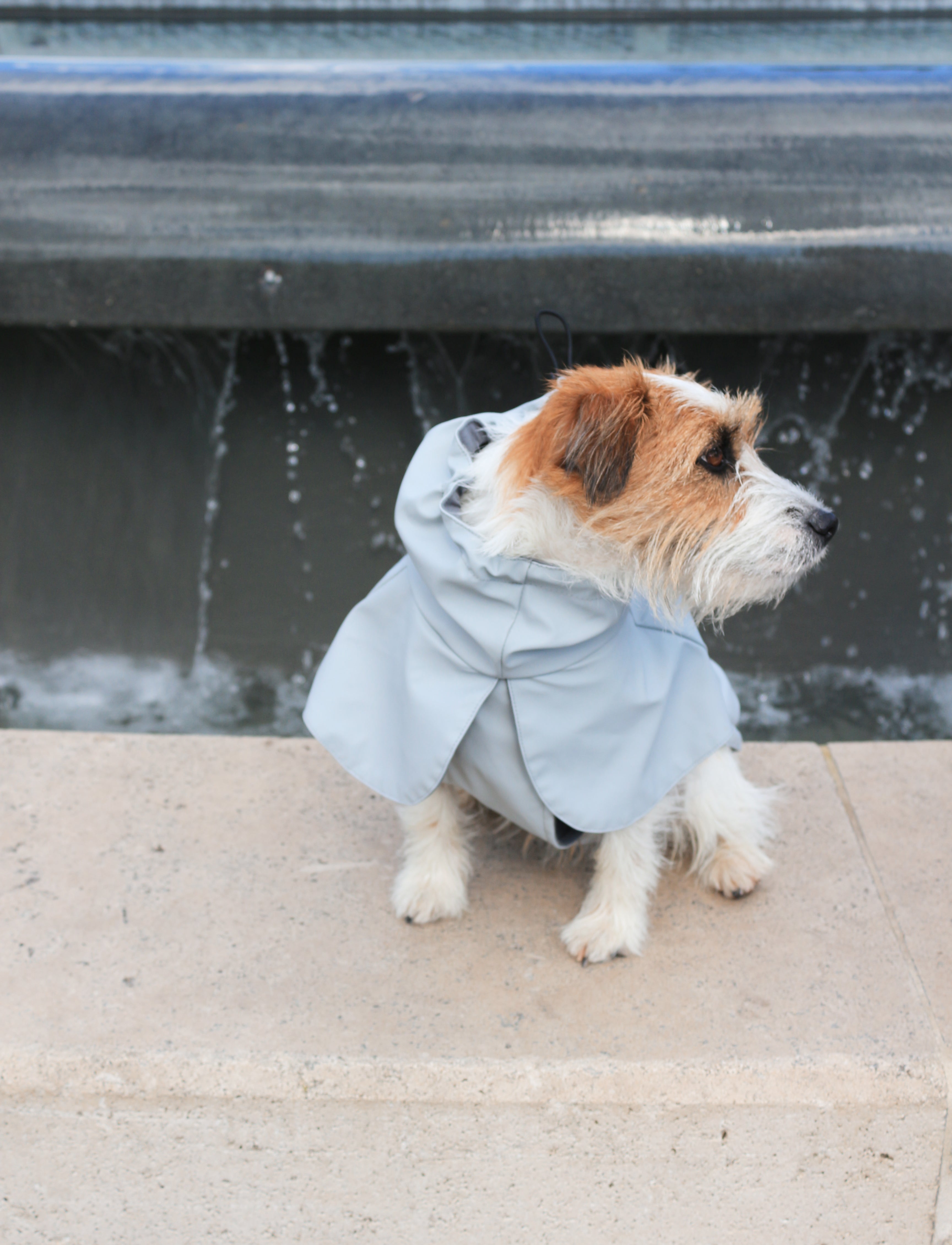 Dog wearing Tadazhi light grey waterproof raincoat