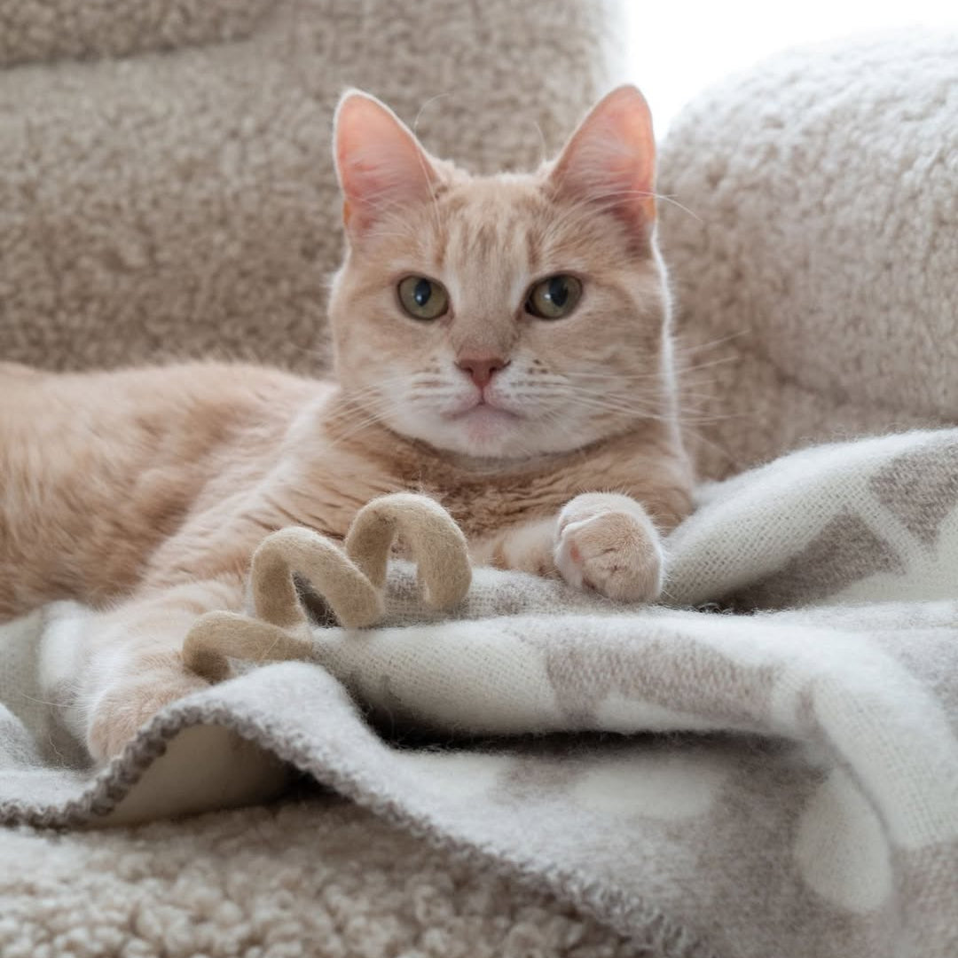Cat lying on a soft surface with a blanket