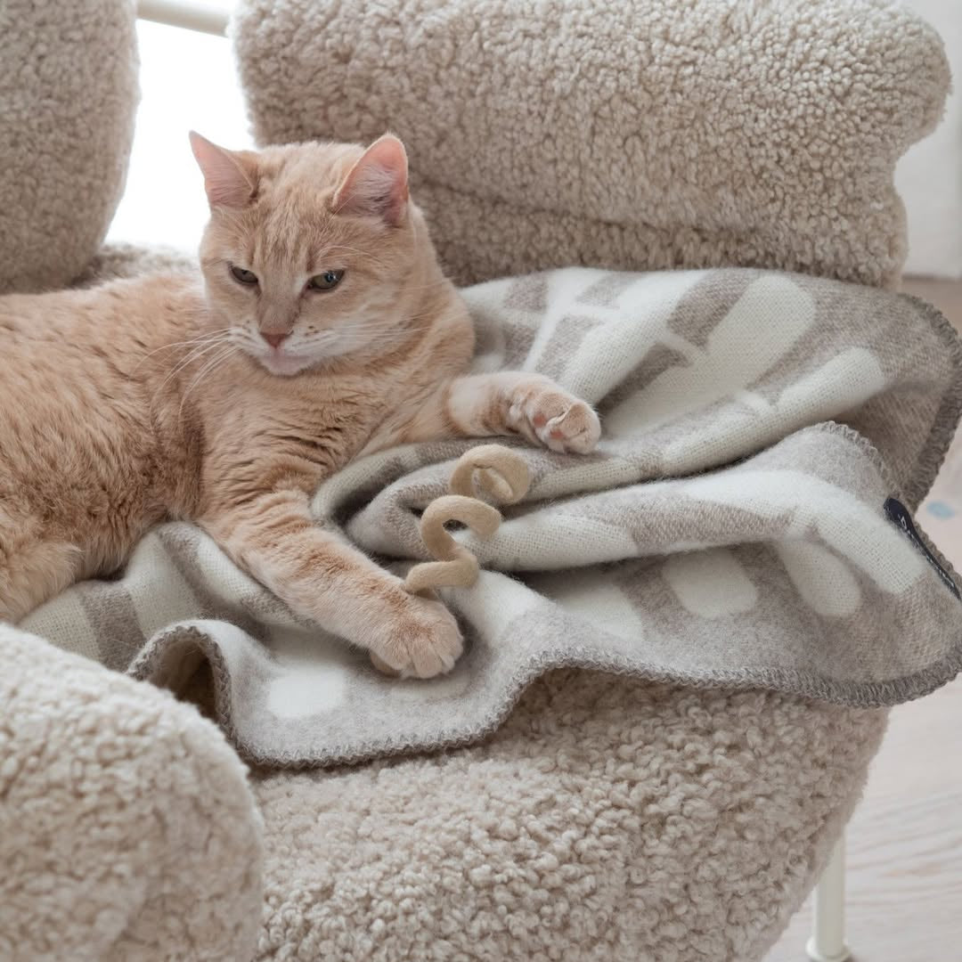 Cat lying on a soft, patterned blanket in a cozy chair
