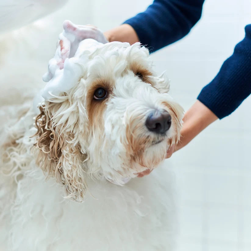 Silk Care Shampoo