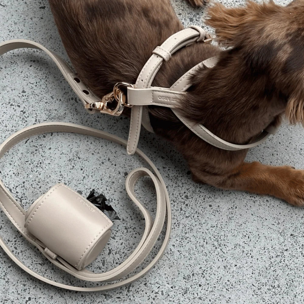 Dog wearing a beige harness, lead and poop bag holder on a gray surface