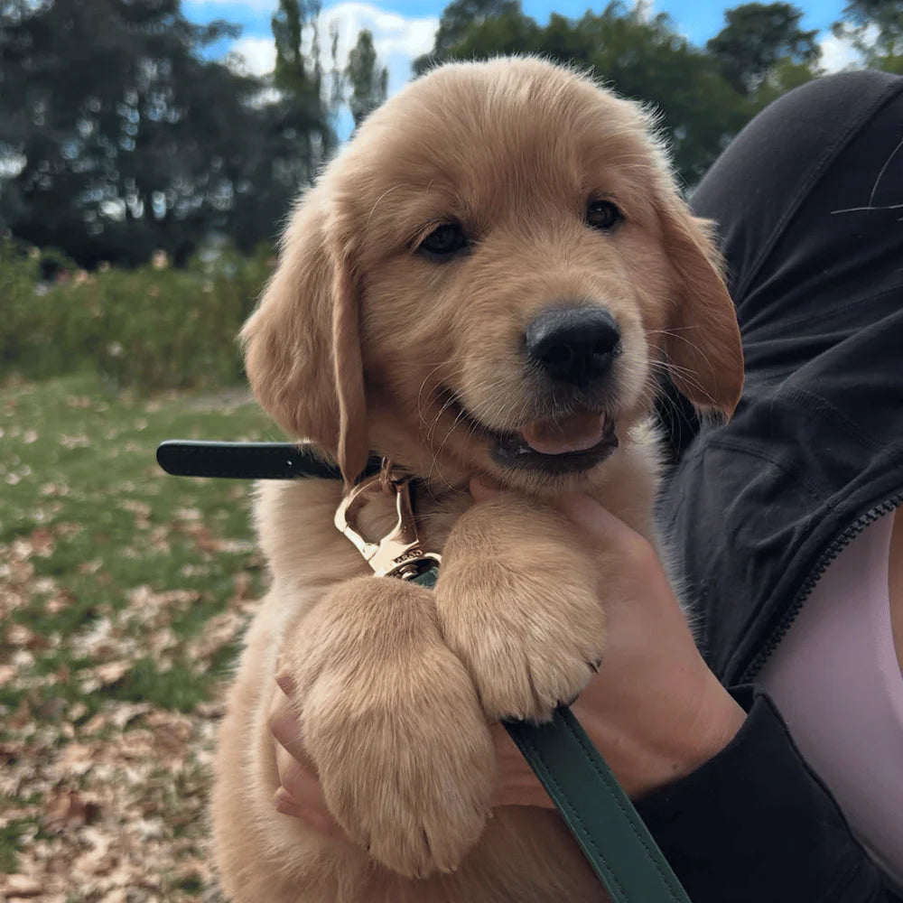 Vegan Leather Dog Leash