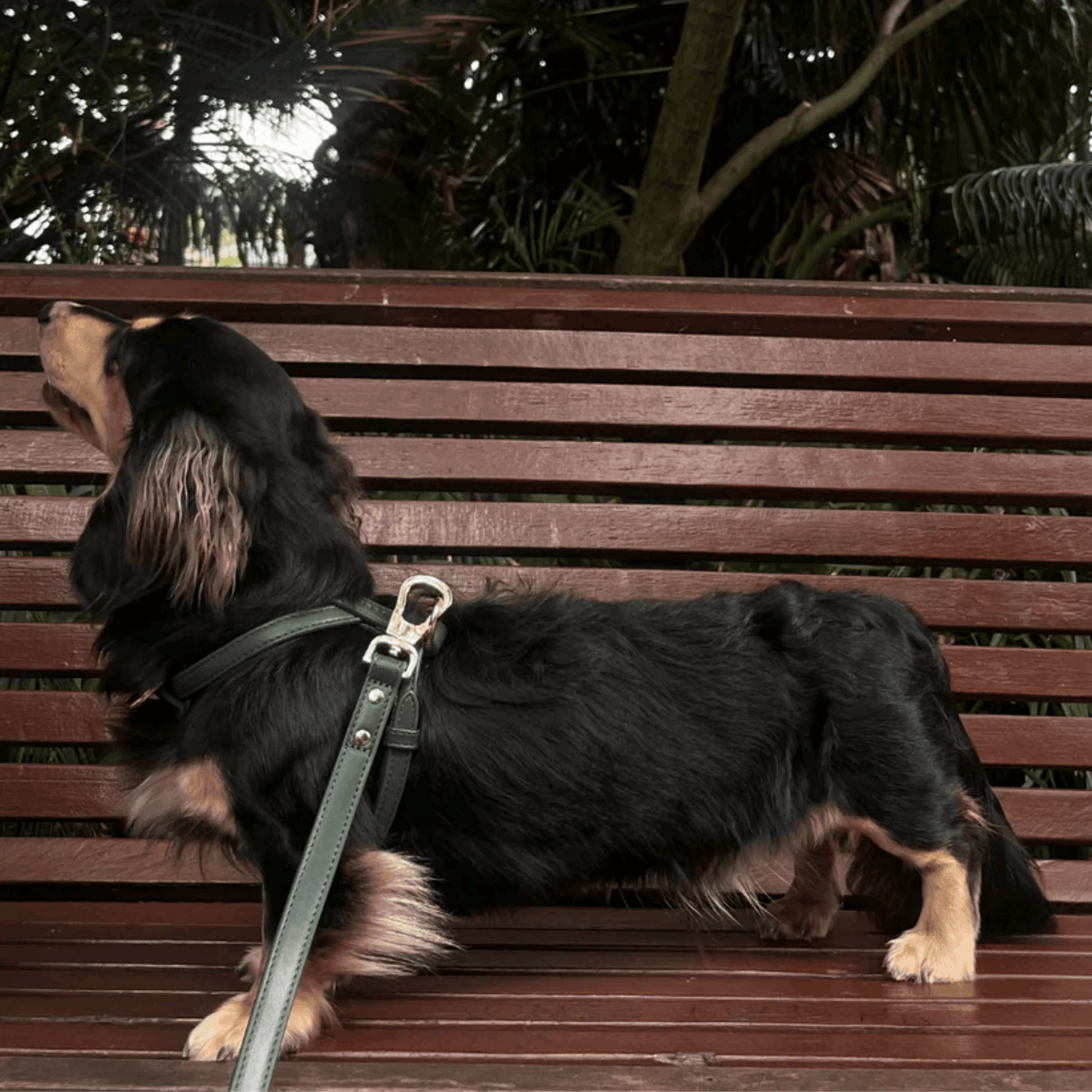 Dog wearing green vegan leather harness with gold hardware, comfortable and stylish accessory from Lumi Pets Walk collection